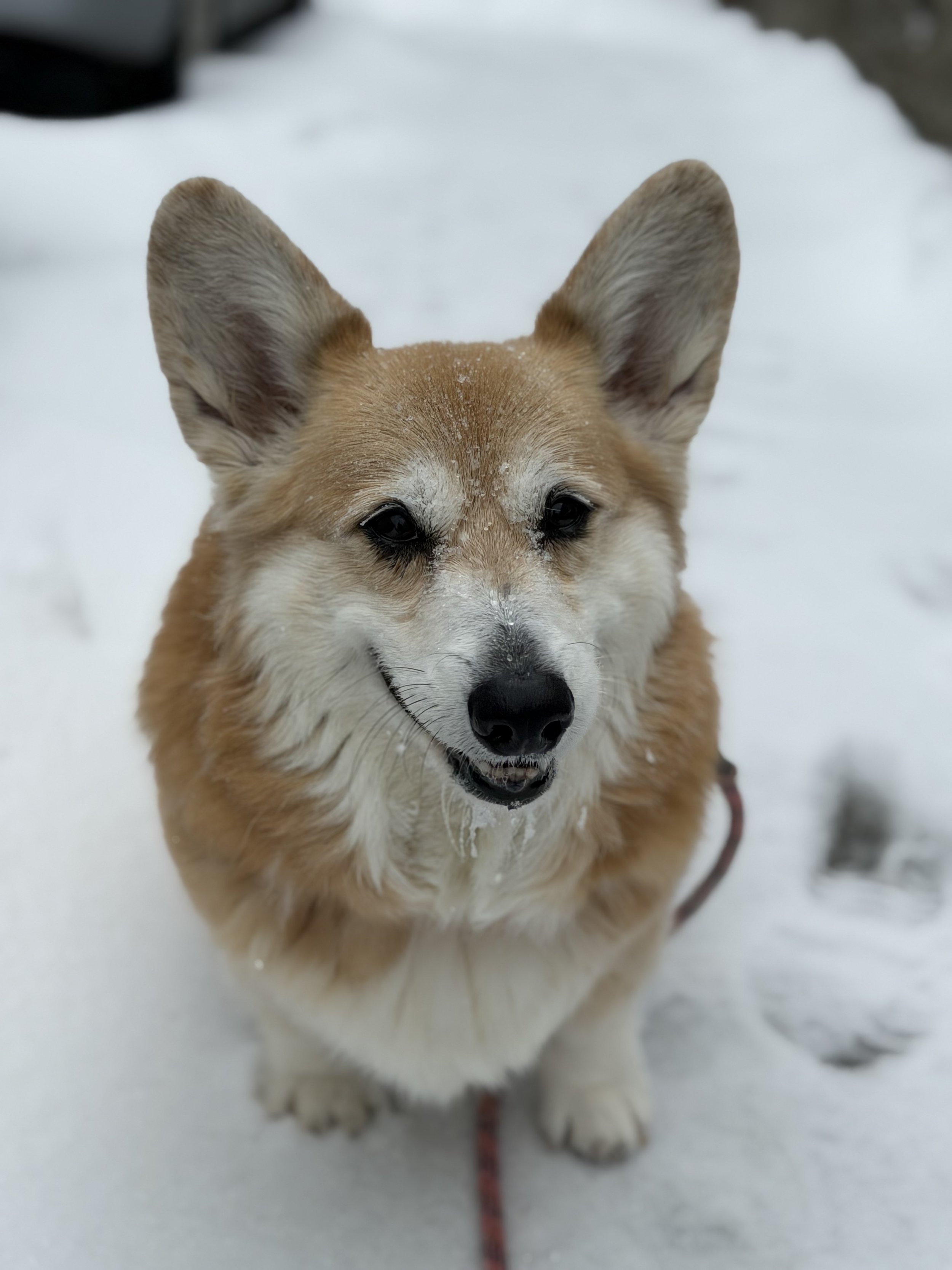 Corgi sitting in the snow