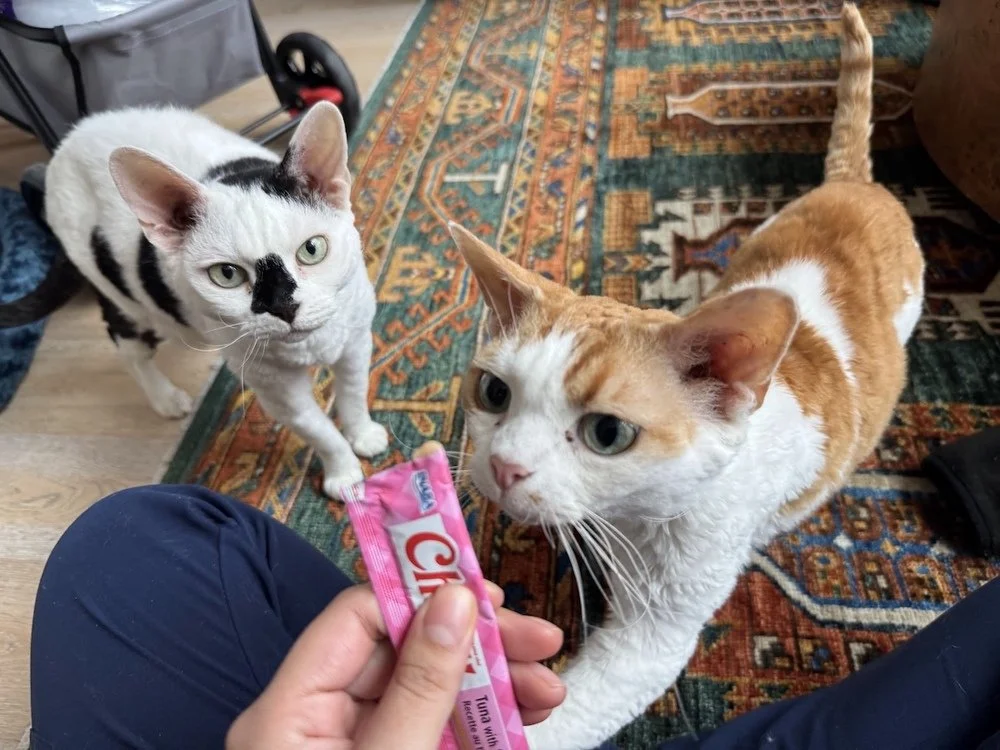 Two cats sniffing a treat in a person's hand.