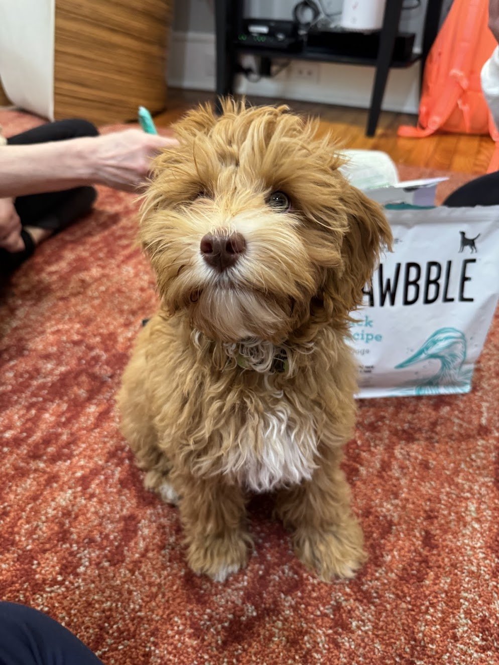 aussie doodle puppy on orange carpet