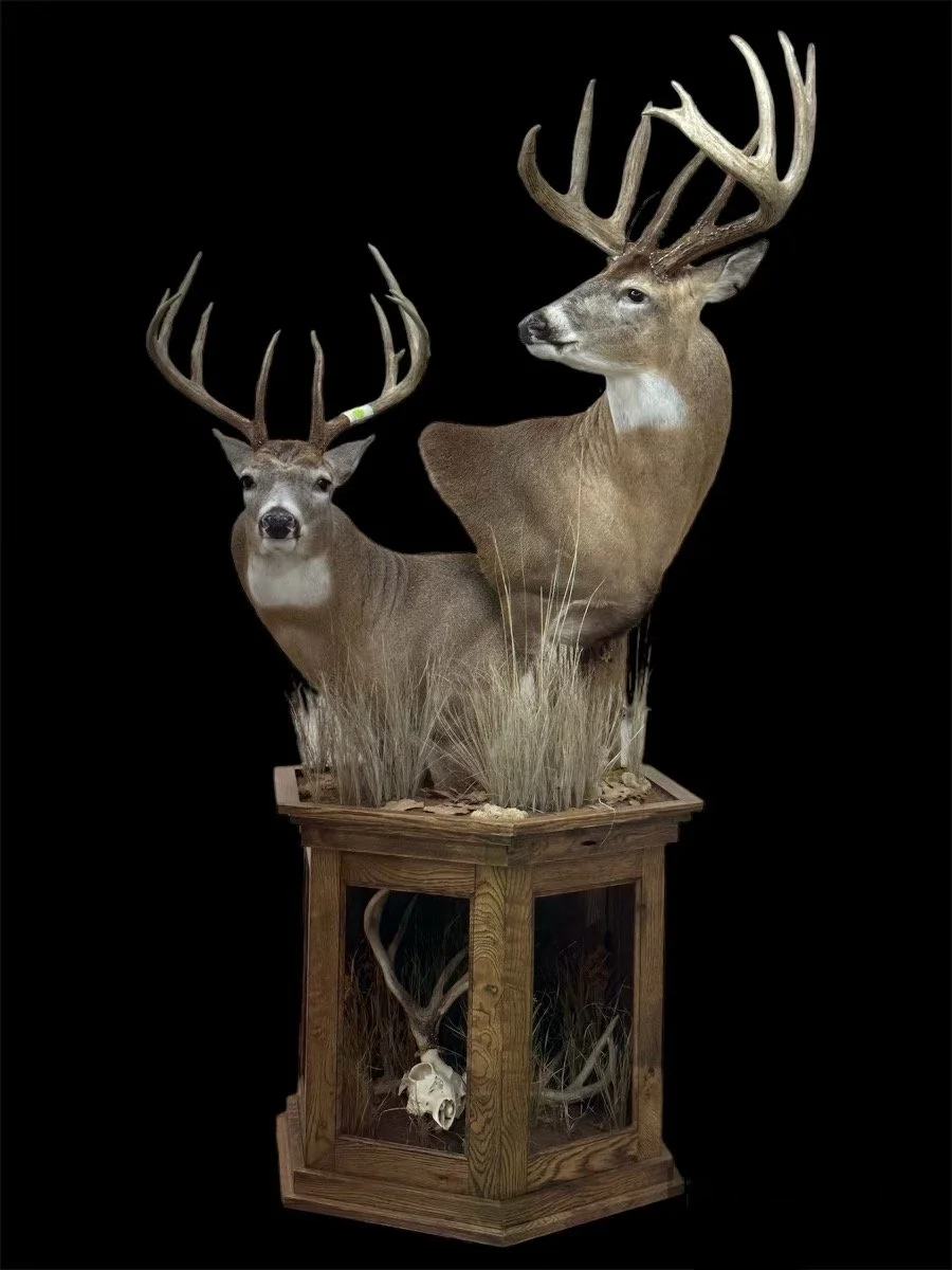 Taxidermy displays