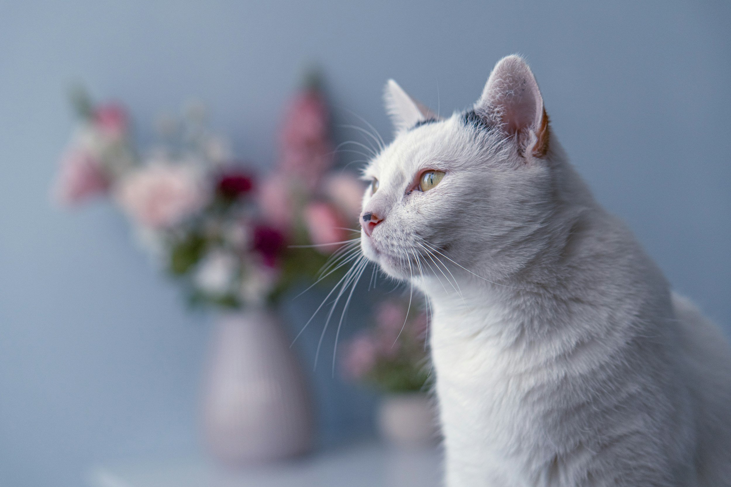 Gray tabby cat looking to the right with a blurred vase of pink and white flowers in the background.