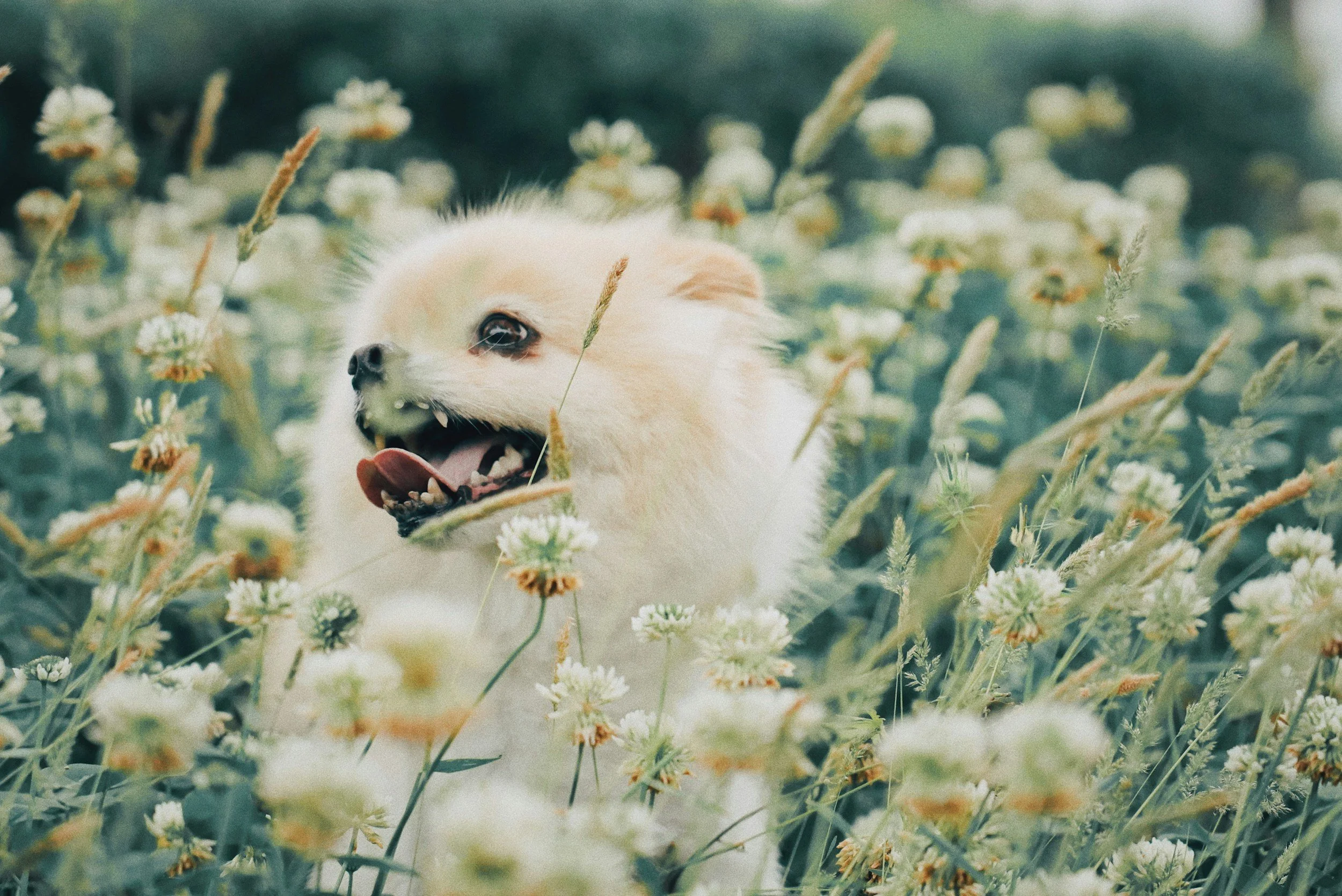 A fluffy white dog with its mouth open and tongue out, surrounded by white and orange wildflowers in a field.