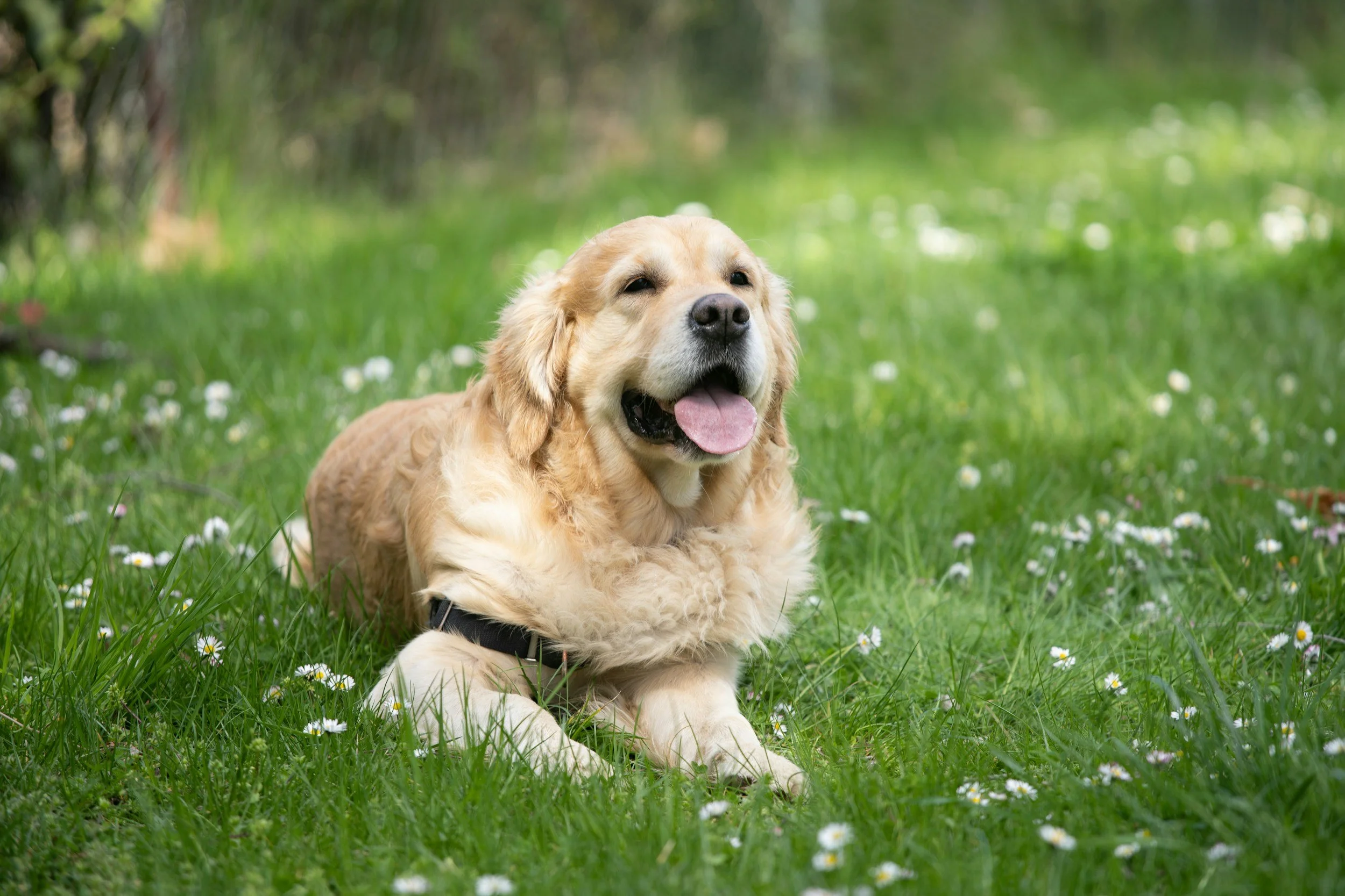 Golden retriever puppy lying on grass with small white flowers, outdoors in a lush green setting.