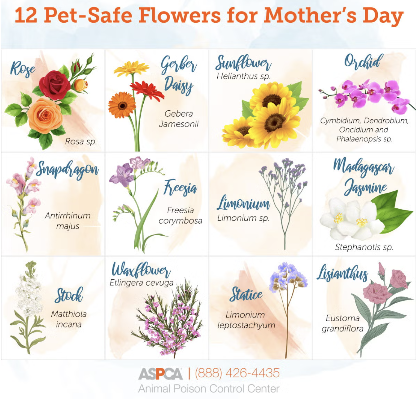 A colorful chart displaying 12 pet-safe flowers suitable as Mother's Day gifts, including illustrations and scientific names like Rose, Gerbera Daisy, Sunflower, Orchid, Snapdragon, Freesia, Limonium, Madagascar Jasmine, Stock, Waxflower, Statice, and Lisianthus, with the ASPCA logo and contact number at the bottom.