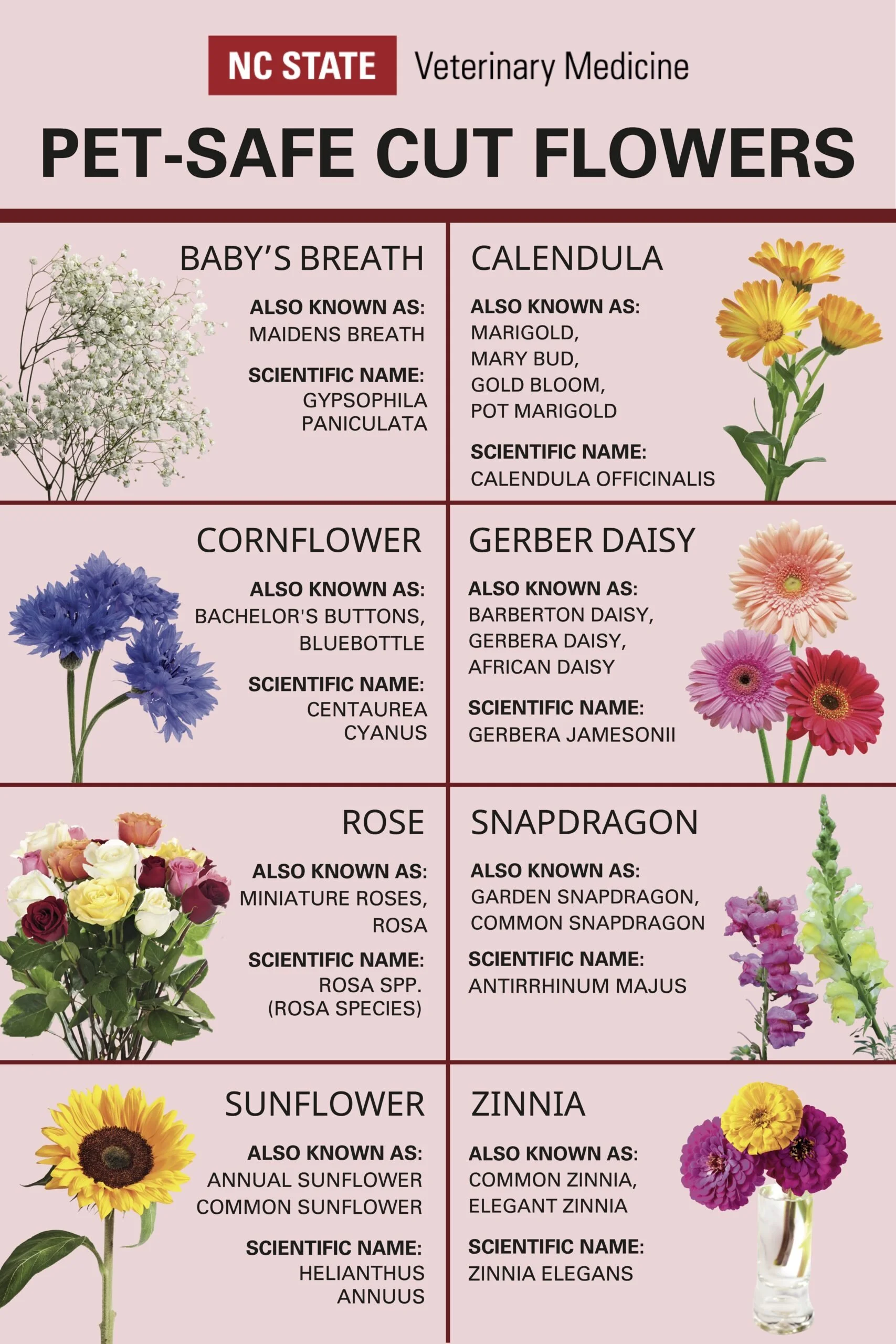 Chart showing pet-safe cut flowers with their common and scientific names, including Baby's Breath, Calendula, Cornflower, Gerber Daisy, Rose, Snapdragon, Sunflower, and Zinnia, with respective images of each flower.