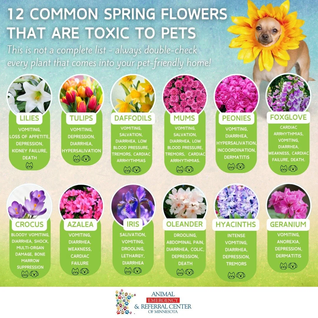 A small dog wearing a sunflower costume with a sunflower headpiece. The background is a gradient of blue. The dog appears to be standing on a surface, looking at the camera.