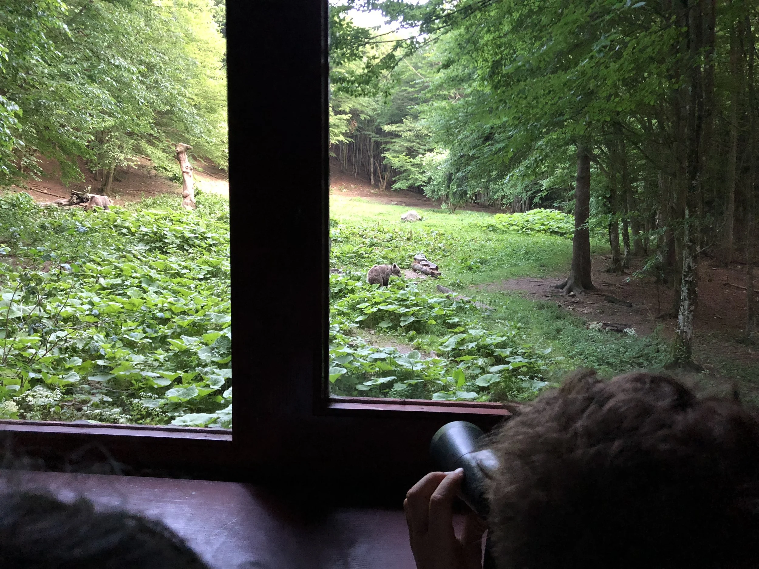 A view through a window showing a forest scene with trees, green foliage, and several bears on the ground, some near trees and some among the green plants.
