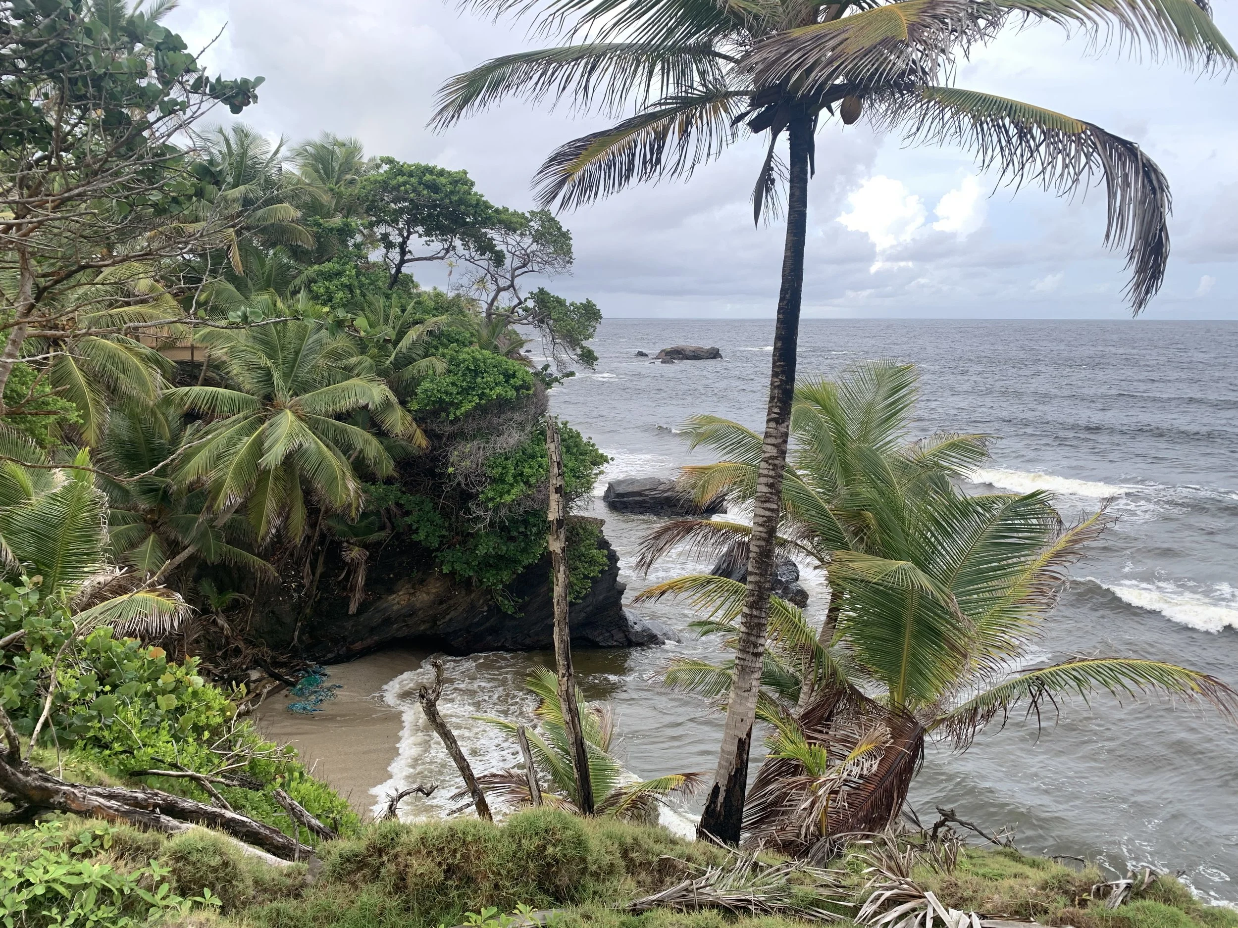Coastal scene with palm trees, rocky shoreline, and ocean waves under cloudy sky.