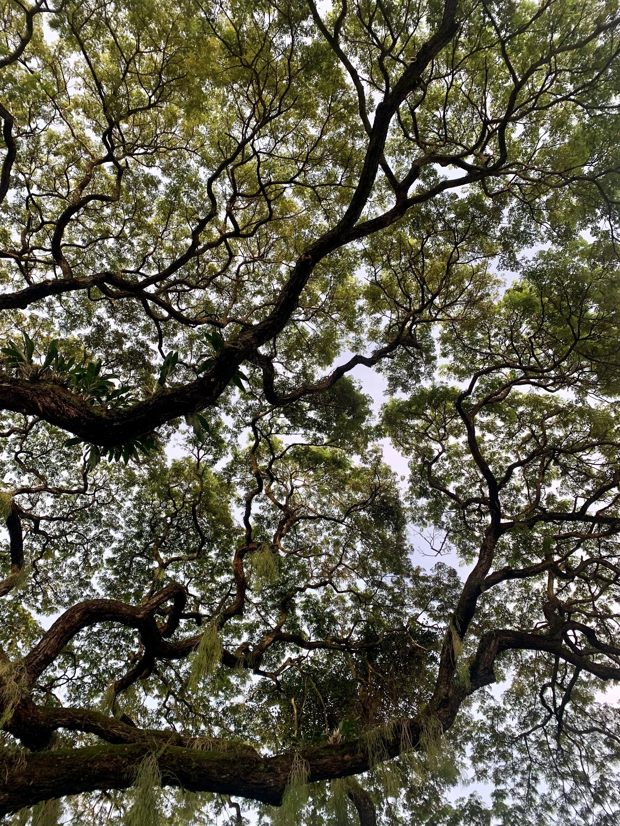 Looking up at a large tree with sprawling branches and green leaves against a cloudy sky.