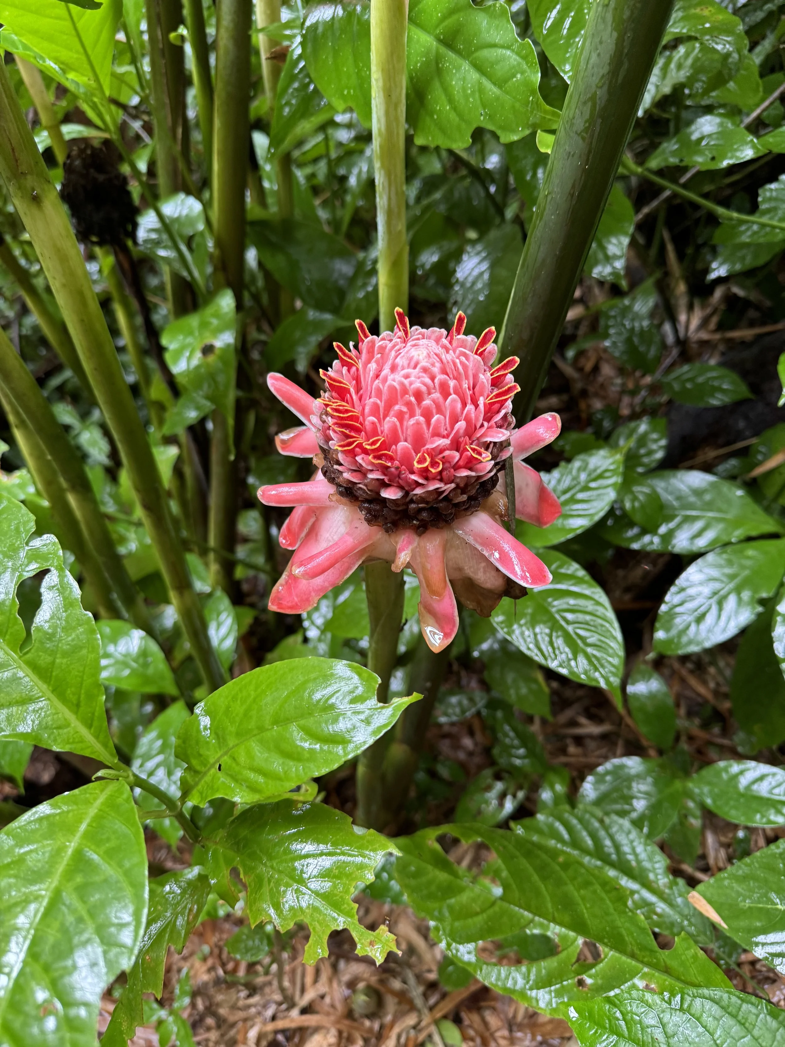 Close-up of a pink ginger flower blooming among green leaves in a tropical environment.
