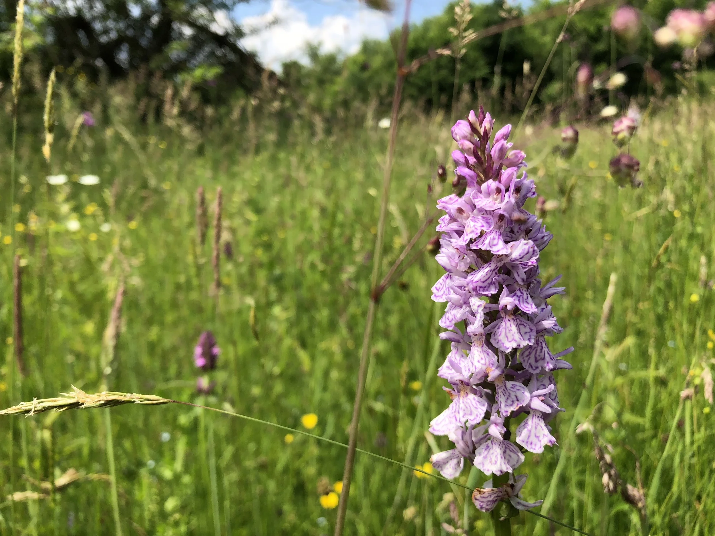 Close-up of a tall purple wildflower in a grassy meadow with other flowers and trees in the background.