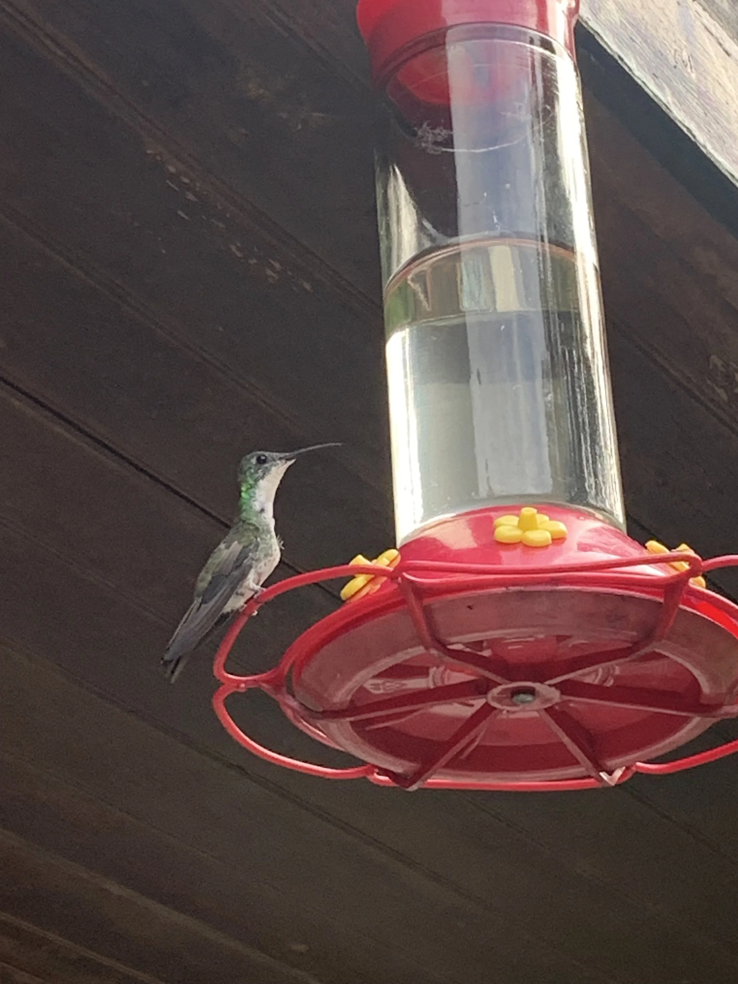 A hummingbird is perched on the red rim of a clear glass hummingbird feeder filled with nectar, mounted to a wooden ceiling.