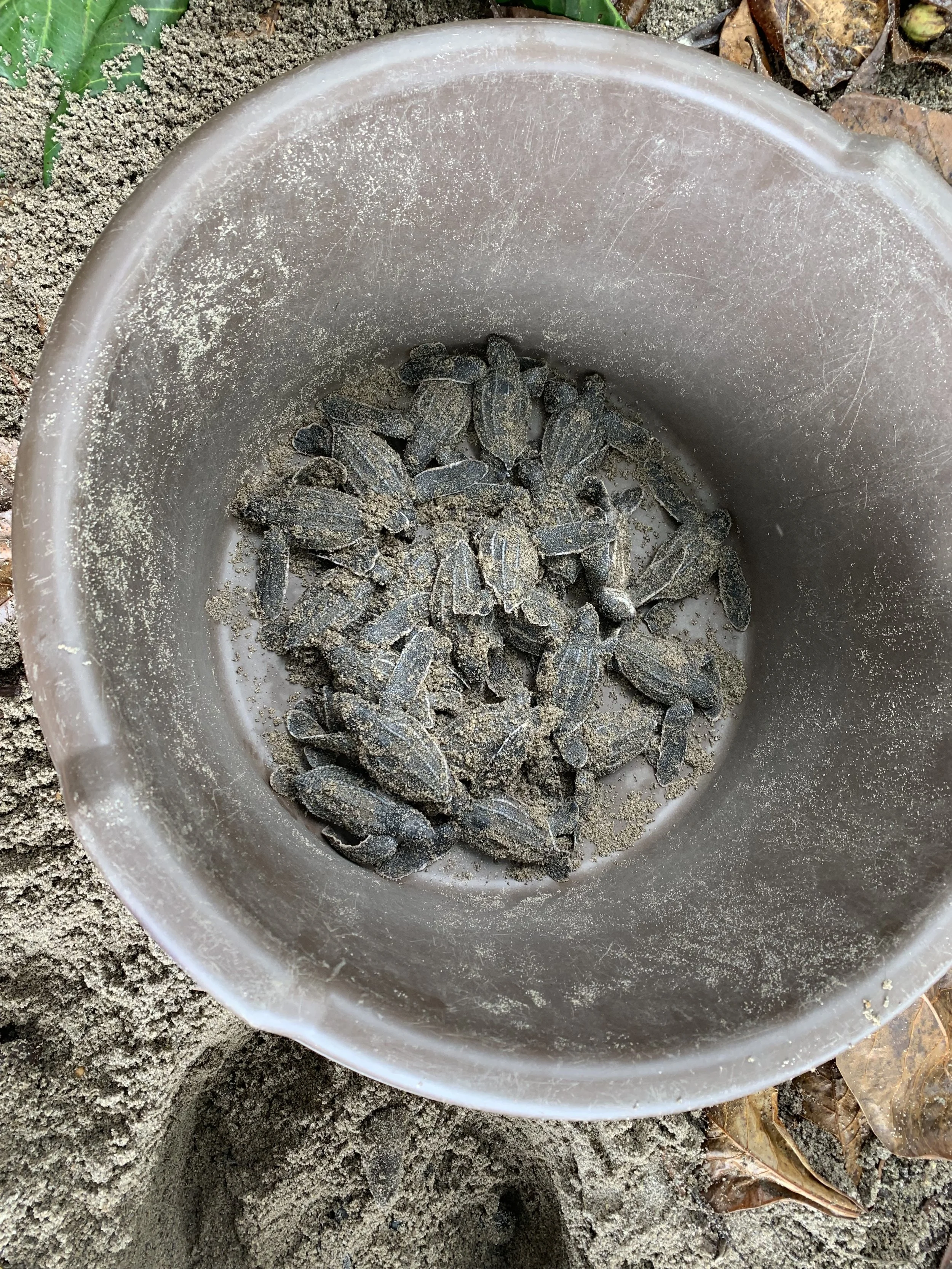 Bucket of sand with numerous sea turtle hatchlings inside, on the ground surrounded by dirt and fallen leaves.