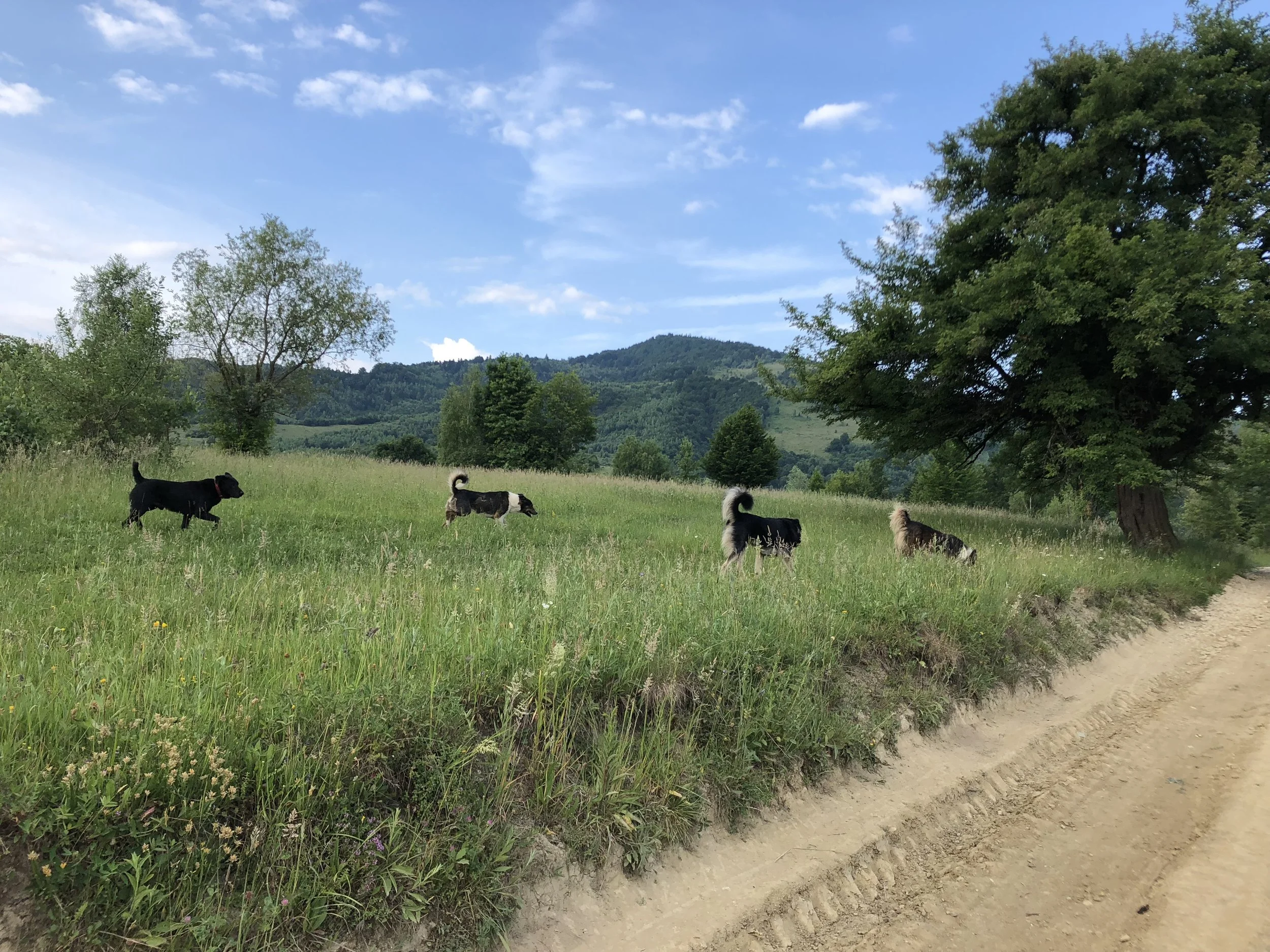 Four dogs running on a grassy hill near a dirt path, with trees and mountains in the background under a partly cloudy sky.