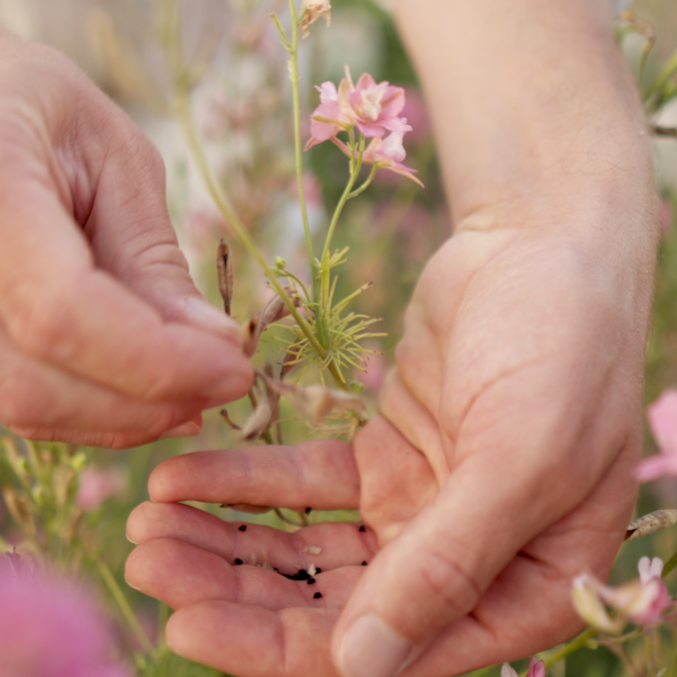 Mallorca Cut Flowers