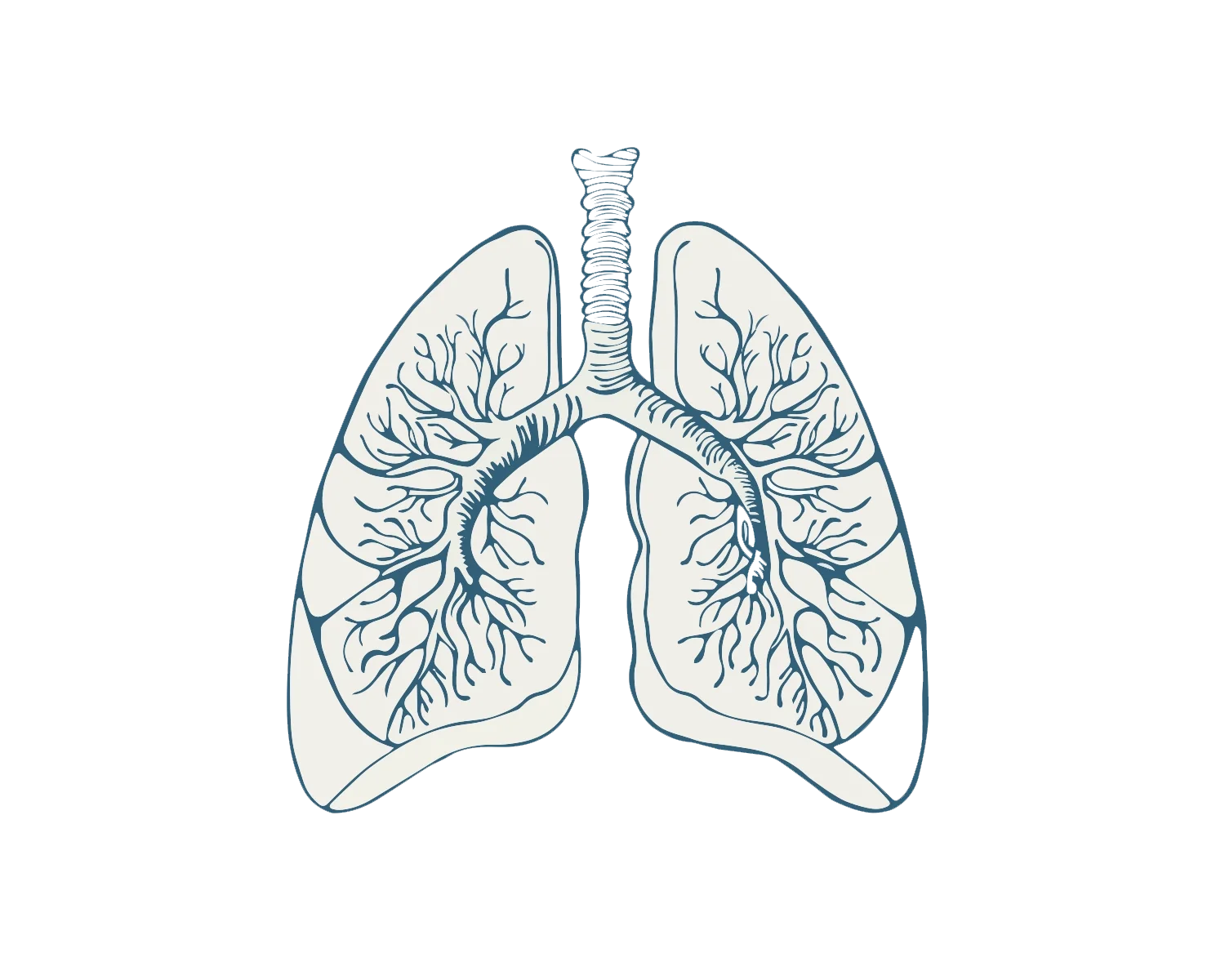 Illustration of human lungs with bronchial tubes and airway passages.
