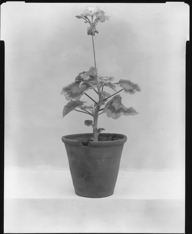 Pelagonium