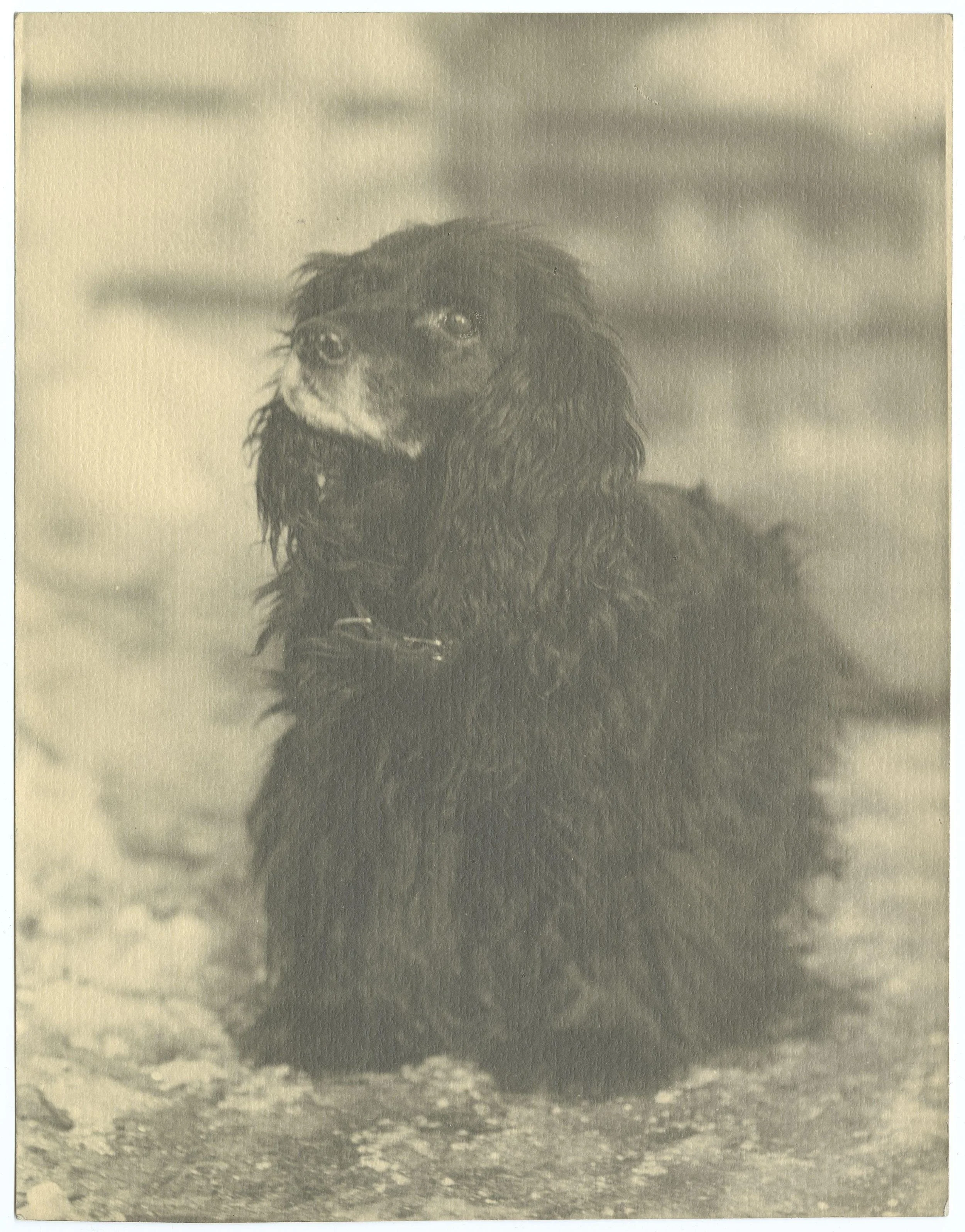 Byng the cocker spaniel, owned by Bowdoin College President Kenneth Sills, photo by Leon B. Strout.jpg