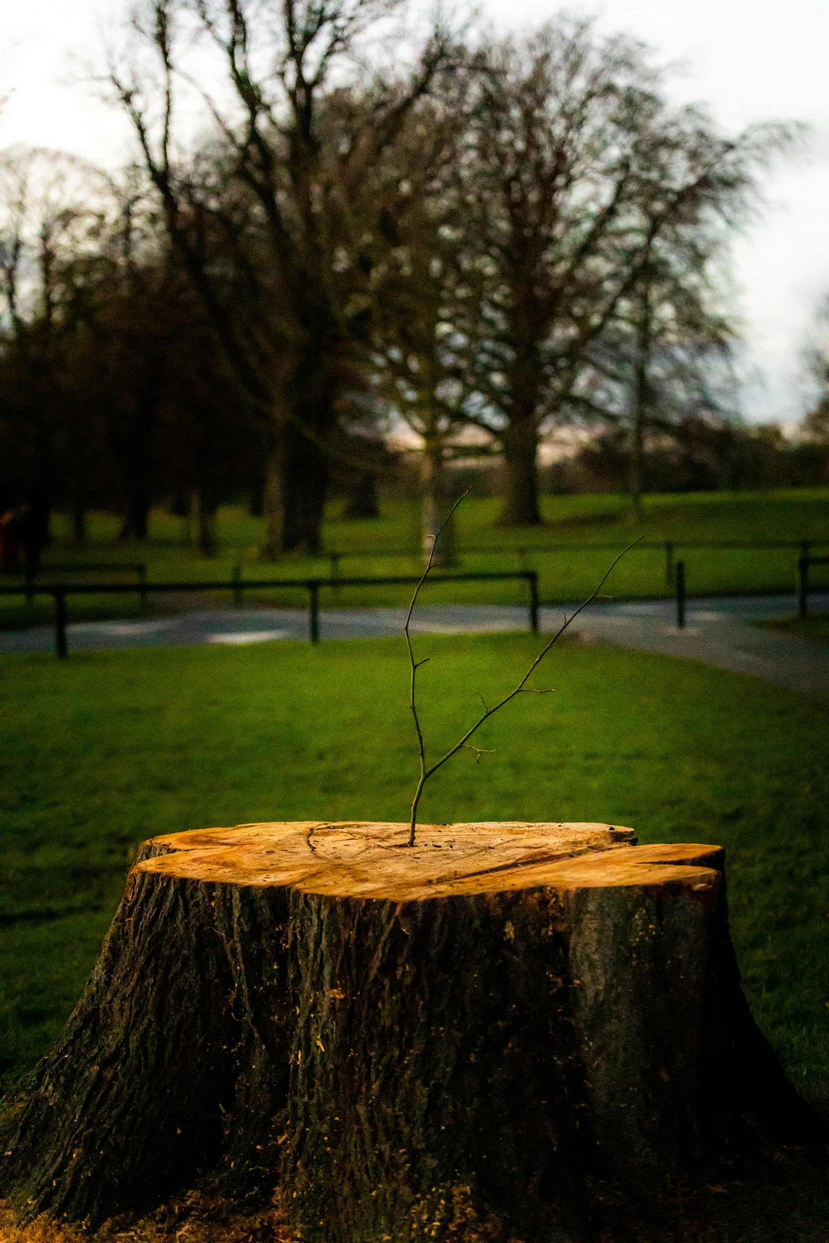 A small, leafless branch growing from a tree stump in a park, with a background of grass, trees, and an overcast sky.
