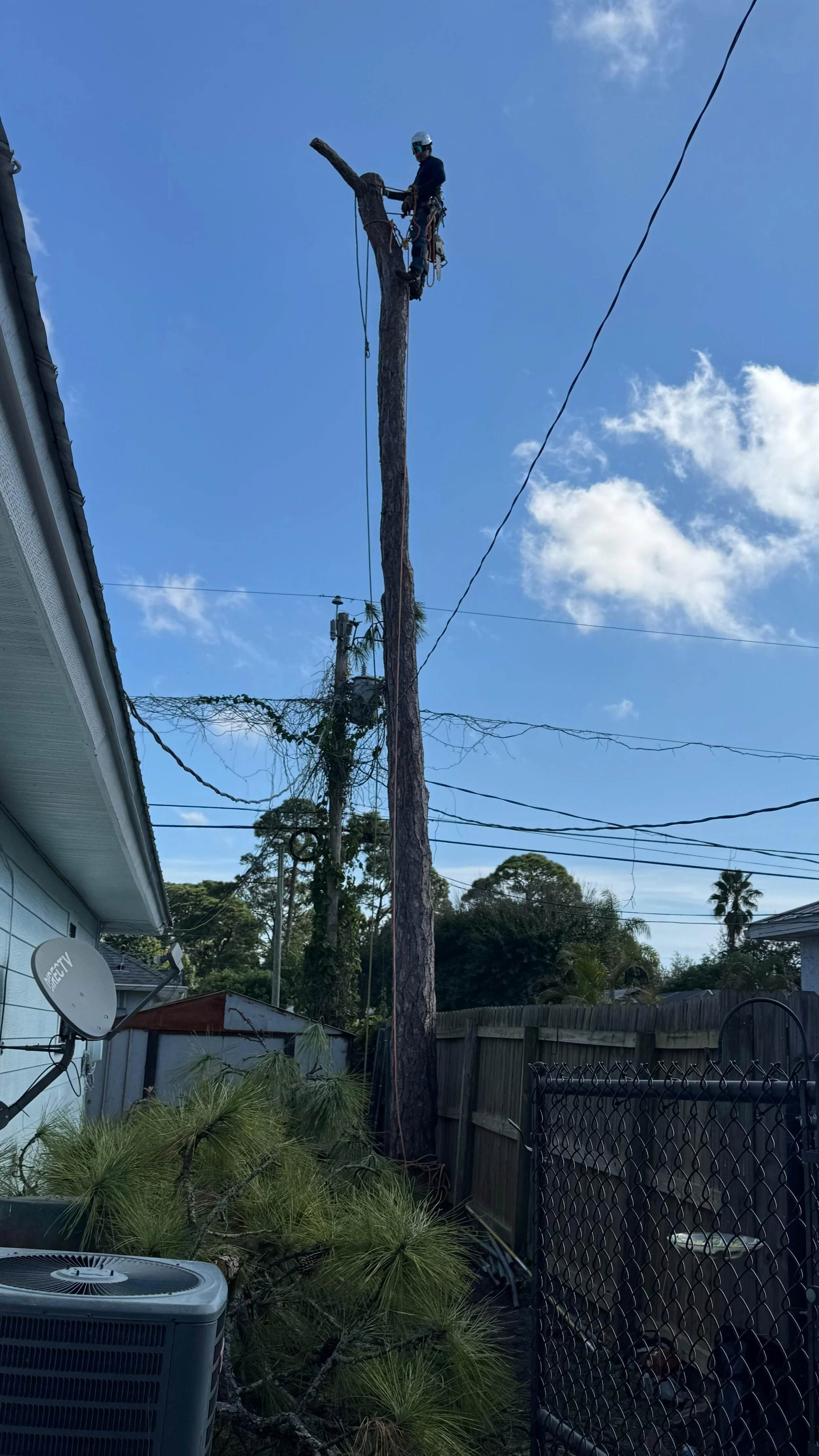 Dangerous Tree Removal