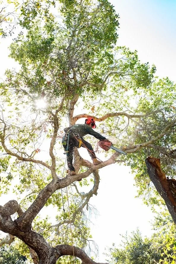 Tree worker wearing safety gear and helmet trimming a large tree with a chainsaw amidst green foliage, with sunlight filtering through the branches.