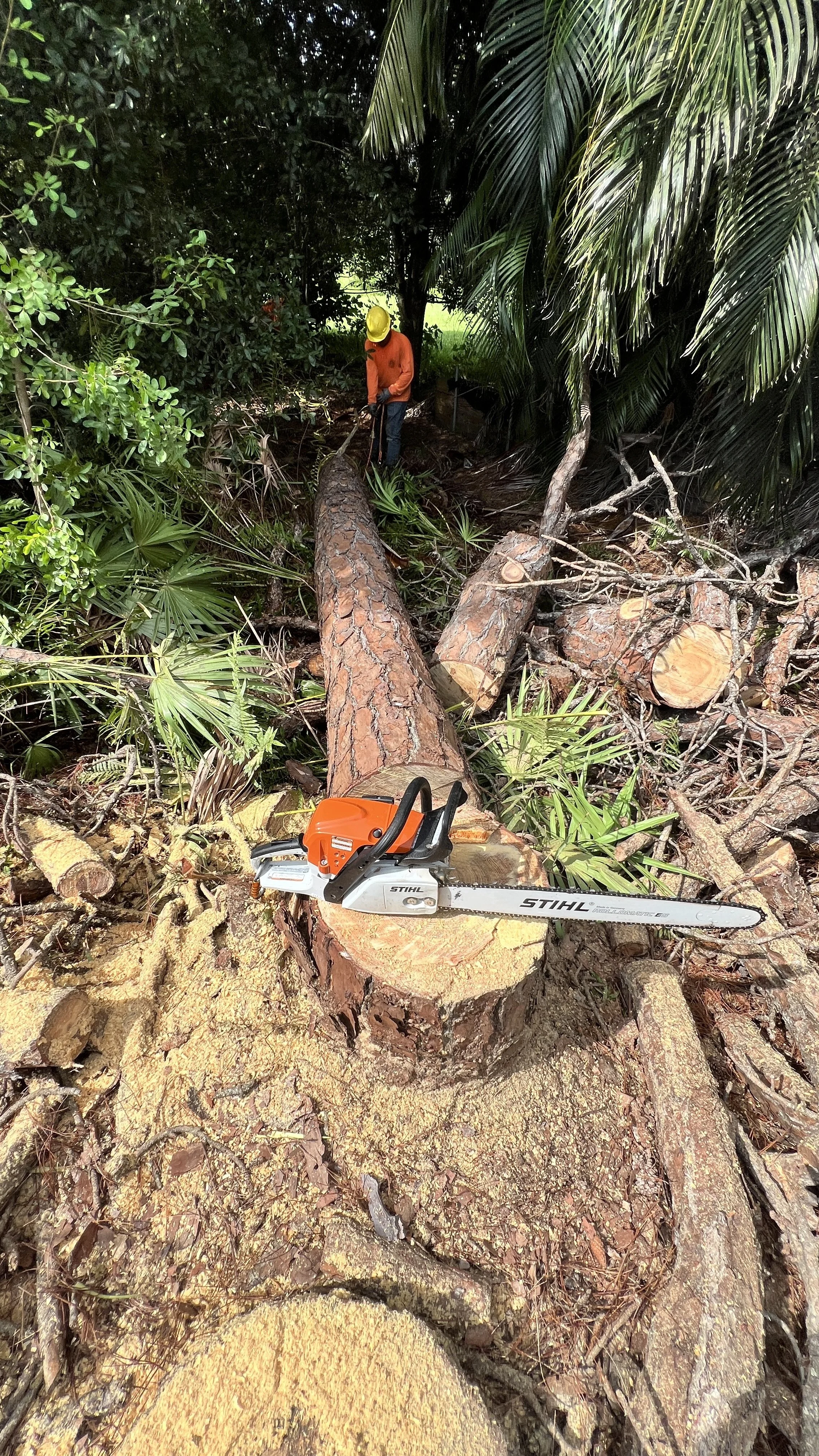 Fell trees on a forest floor, with a chainsaw on a cut log and a worker in a yellow helmet cutting a fallen tree in the background.