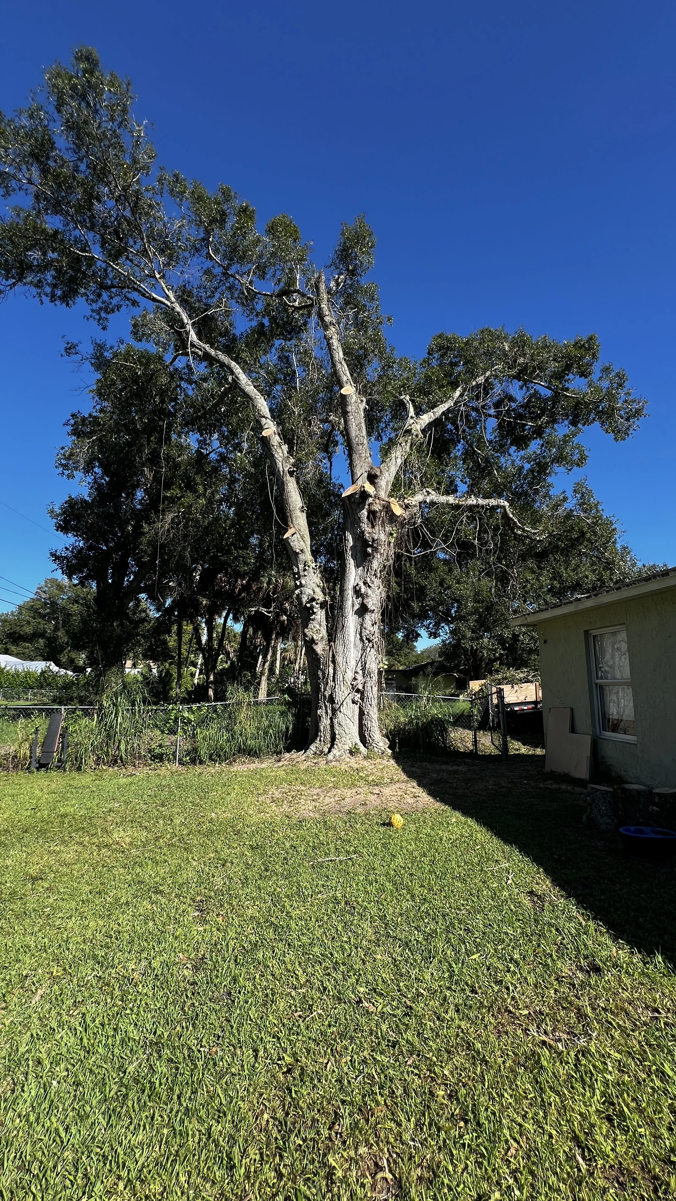 A tree worker in safety gear cuts a large branch from a tree with a chainsaw, with sawdust falling as the branch is removed.