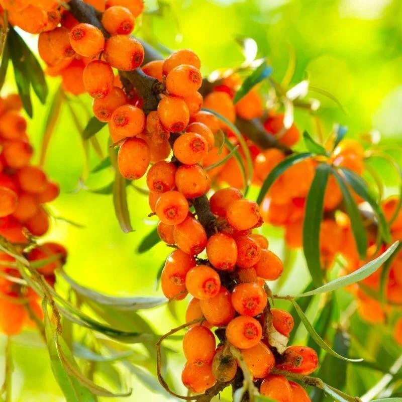 Up close seabuckthorn berries.jpeg