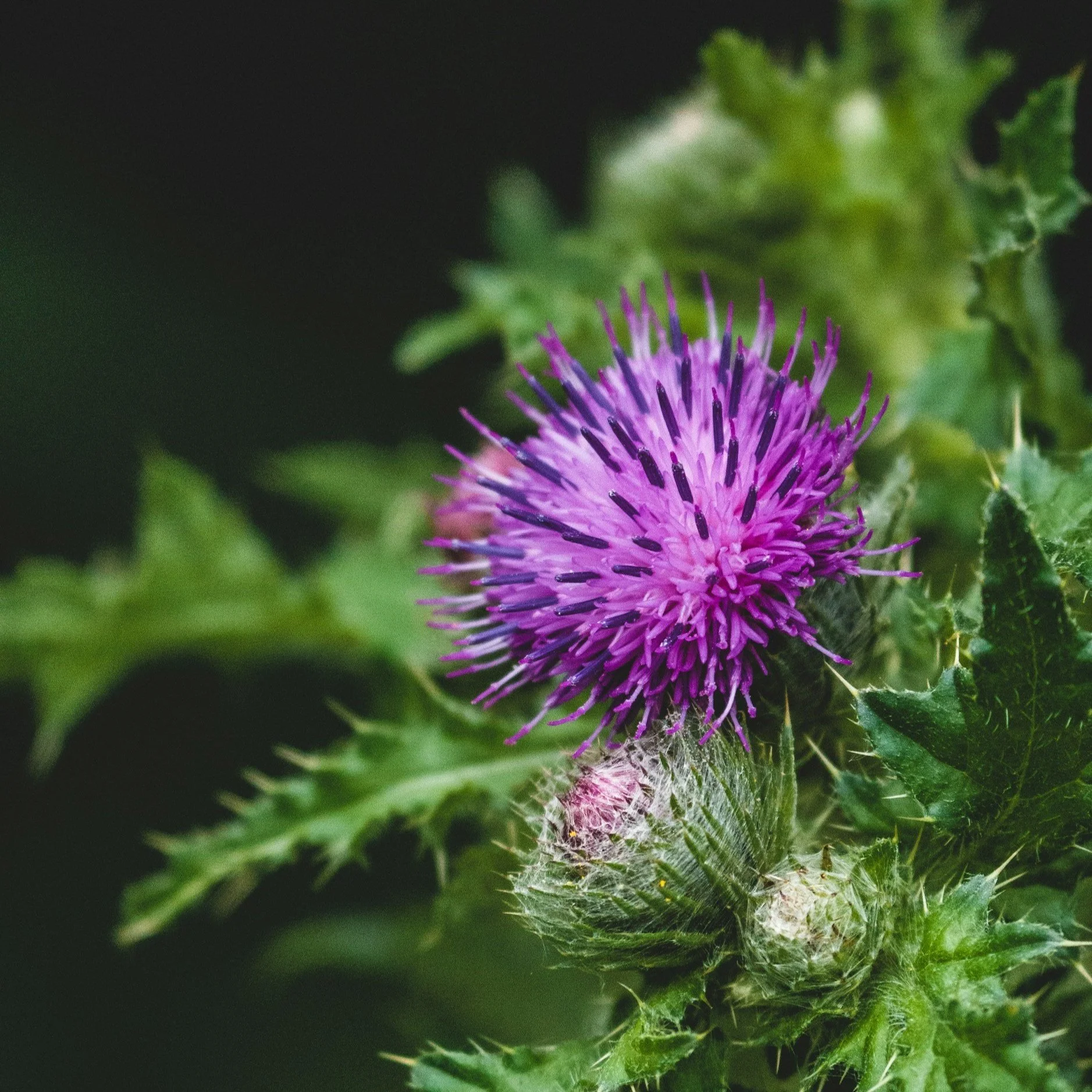 milk thistle