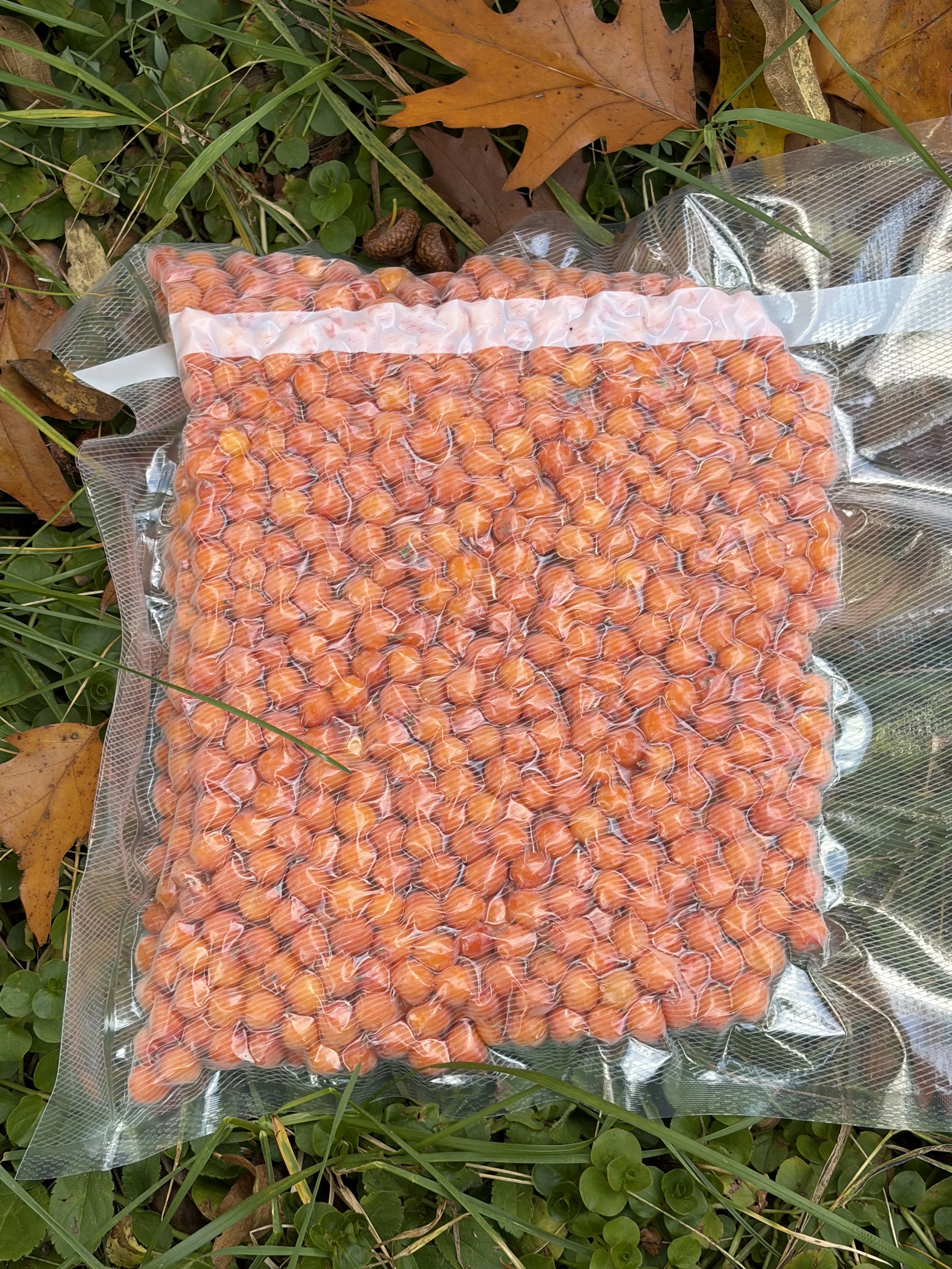 Avalon Seabuckthorn Berries