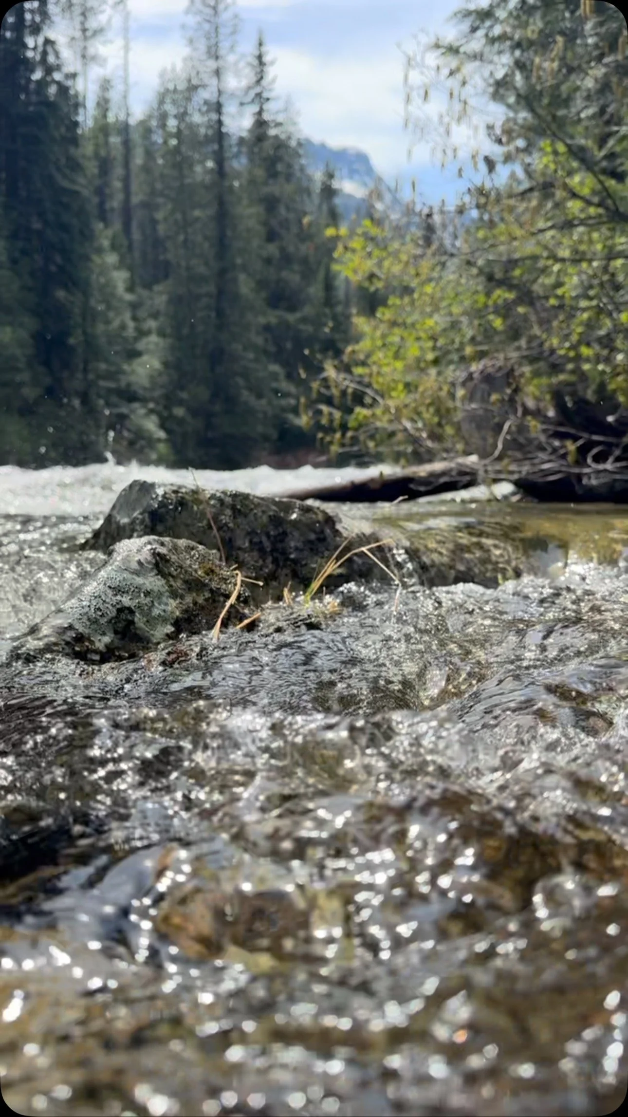 Dipping into mountain stream in the Bitterroots in Montana