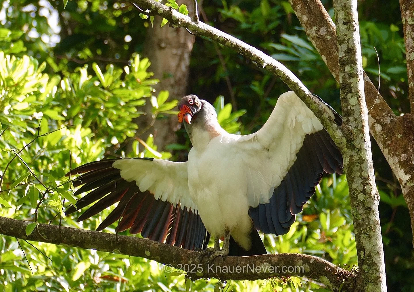 The amazing King Vulture @fincalunanuevalodge