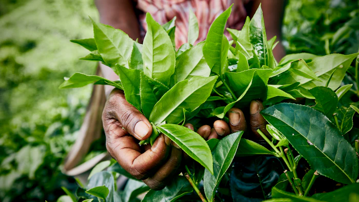 COP28 Panel: Easing Carbon Market Access for Farmers