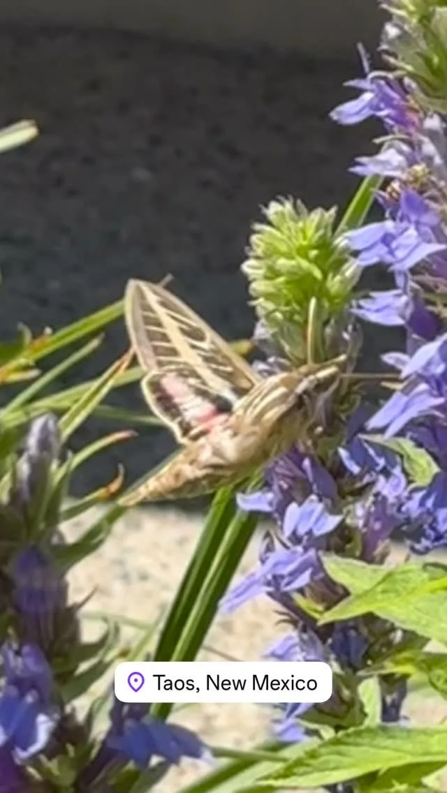 Hummingbird Moth