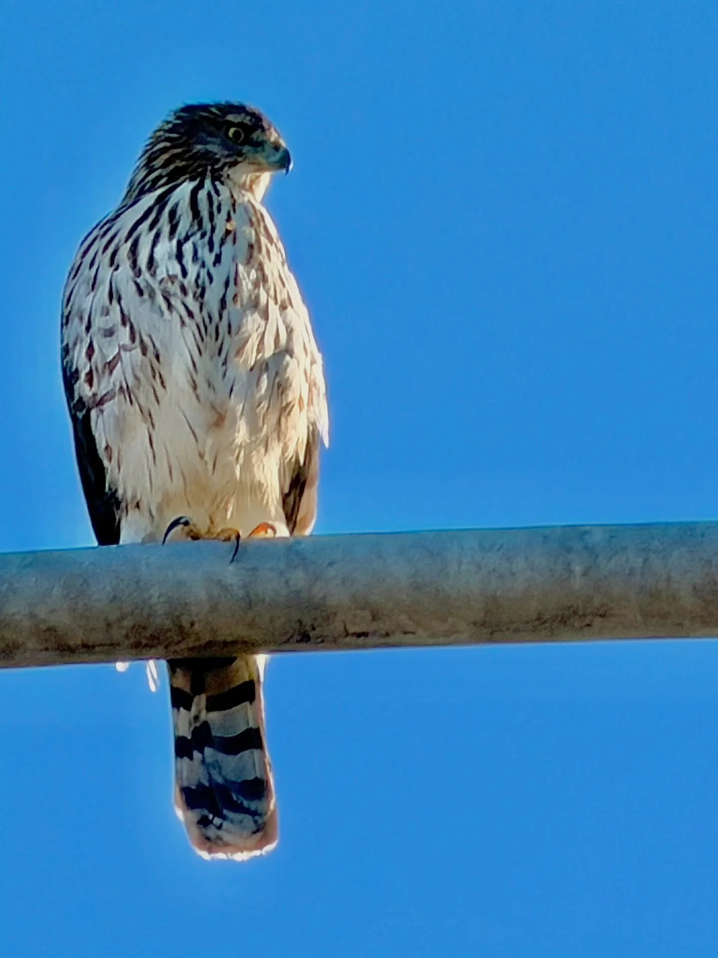 Immature Cooper&rsquo;s Hawk