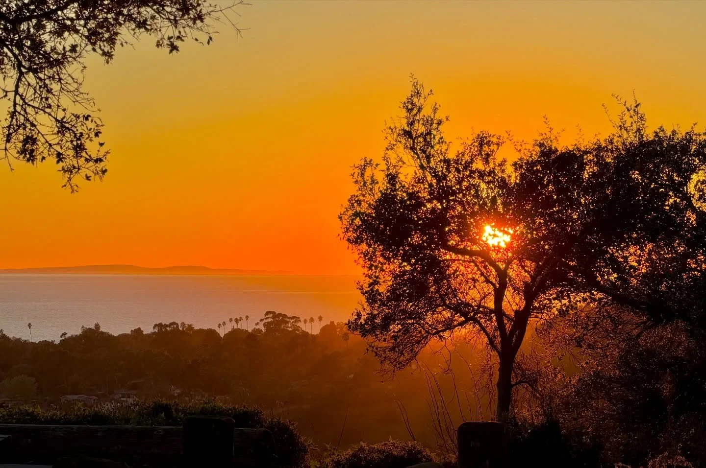 Pacific sunset and tree - Elings Park, Santa Barbara