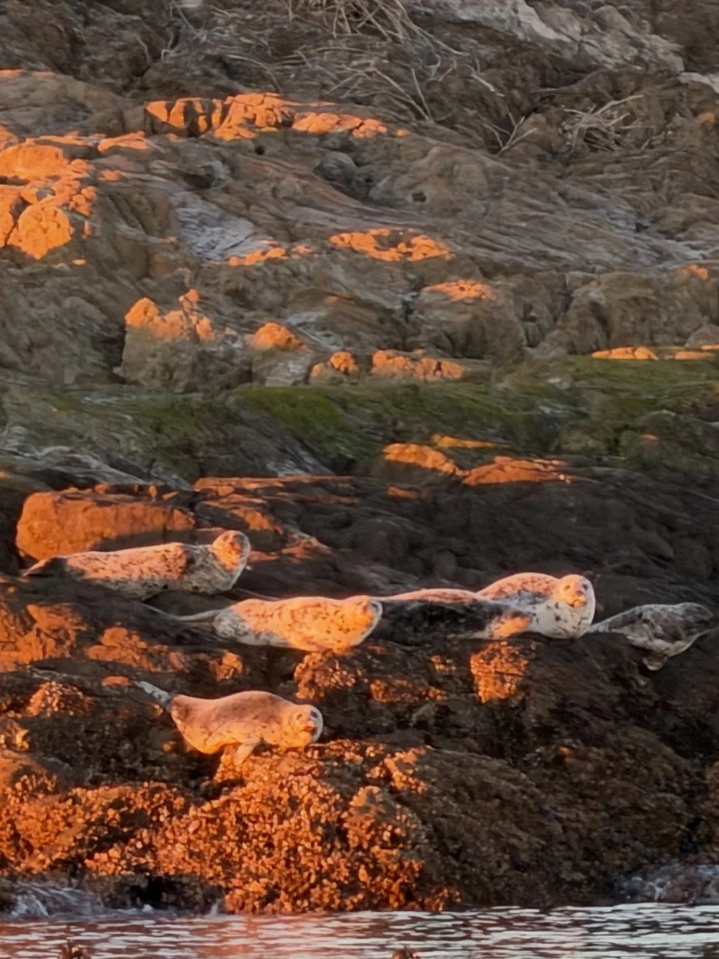 Golden Hour Seals in the Salish Sea
