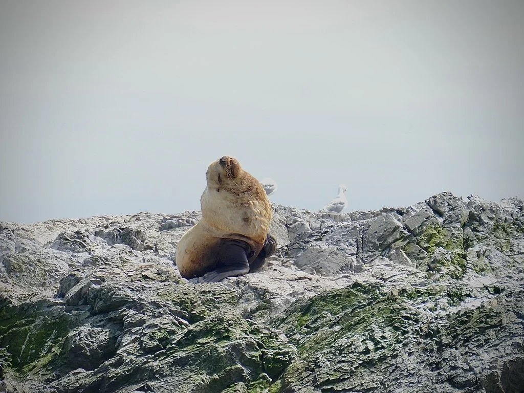 Photos from the Salish Sea