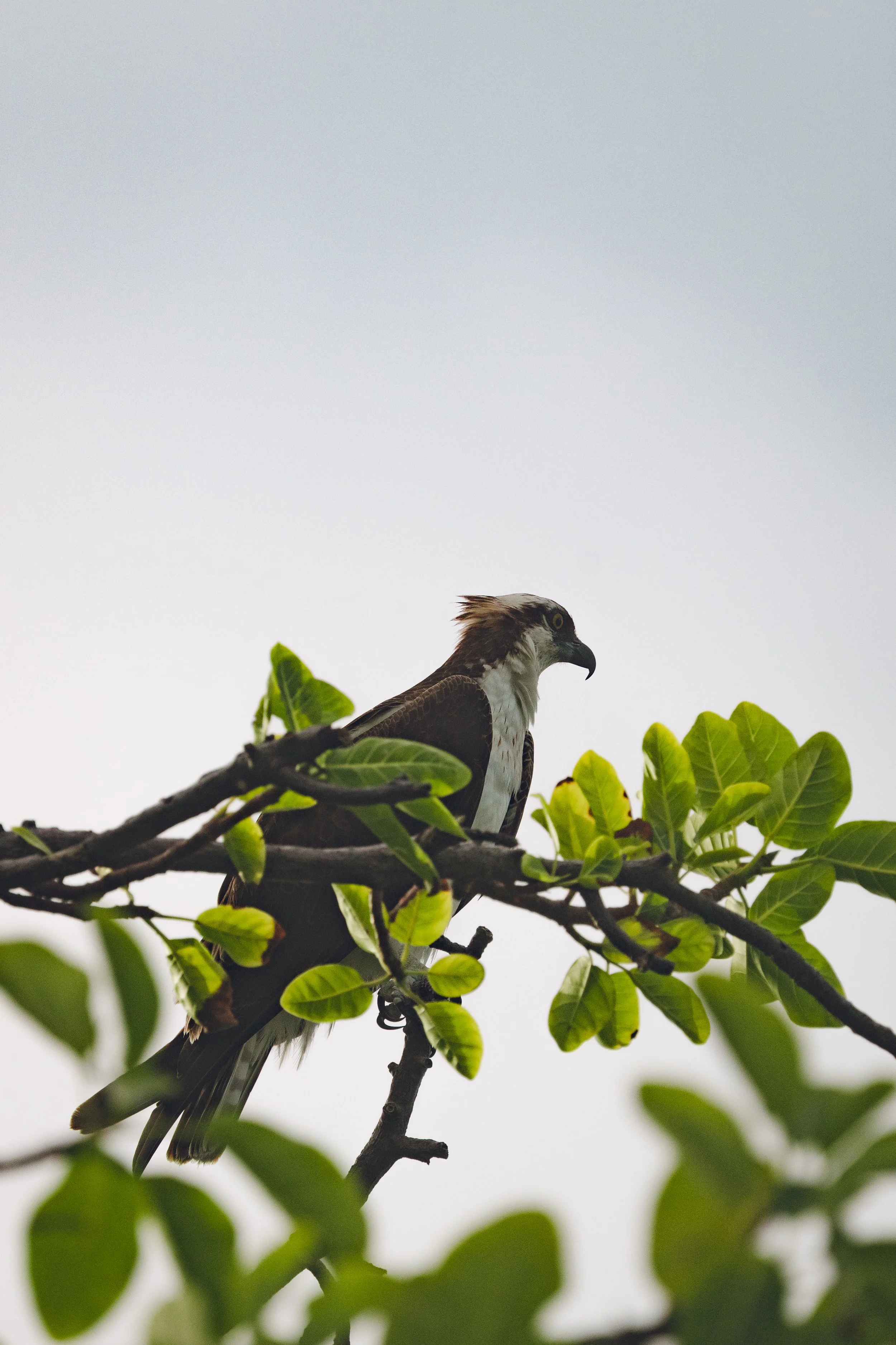 Naturance Finance Innovation Festival 2026 - Private Initiatives for Financing Nature