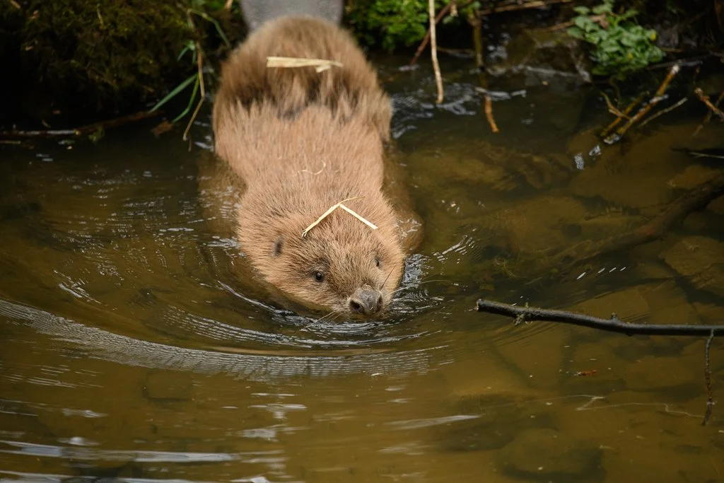 beaver arrival-22.jpg