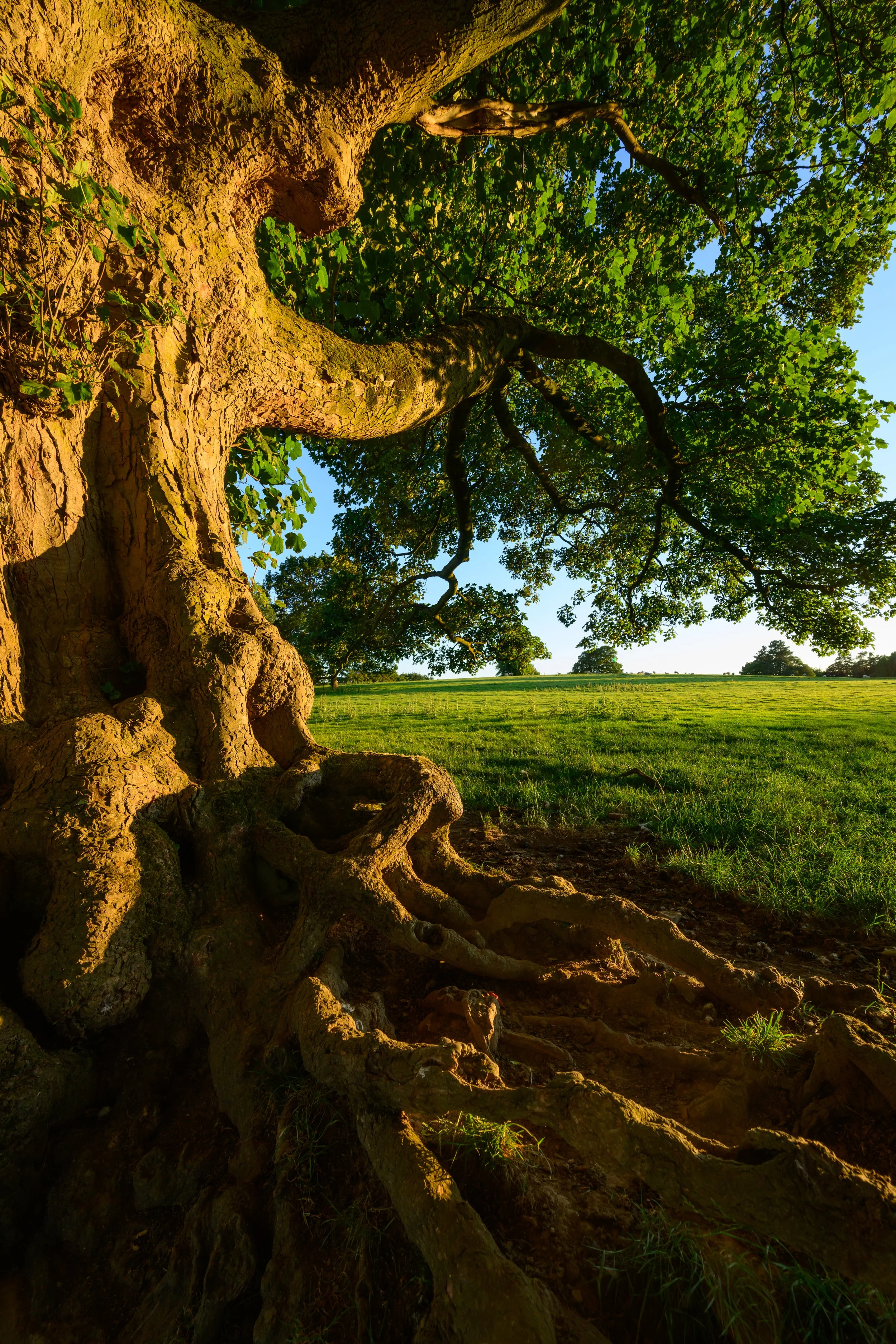 broughton landscape 89_SJ.jpg
