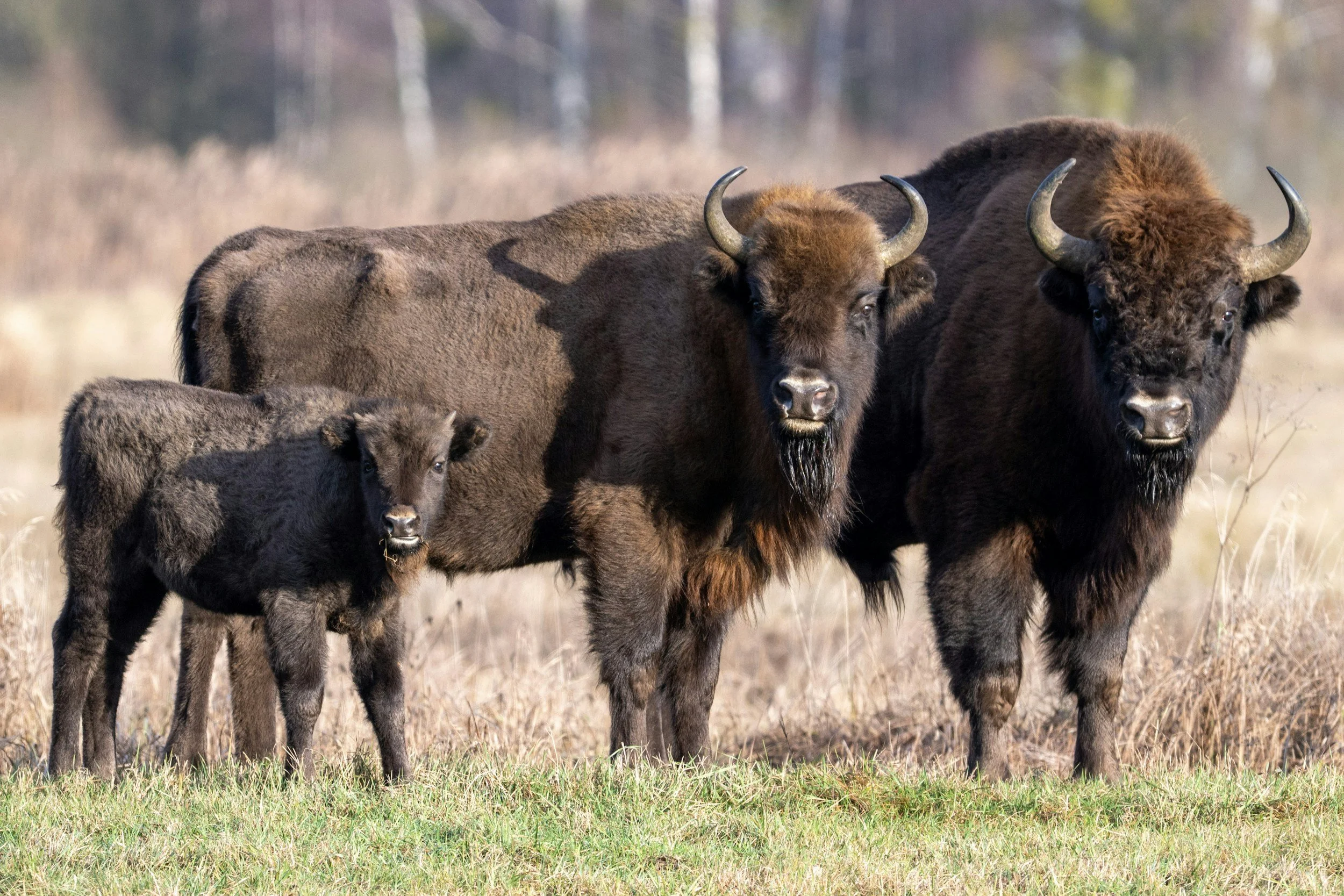 The Role of Large Herbivores in Britain: When Nature Recovery Meets Risk
