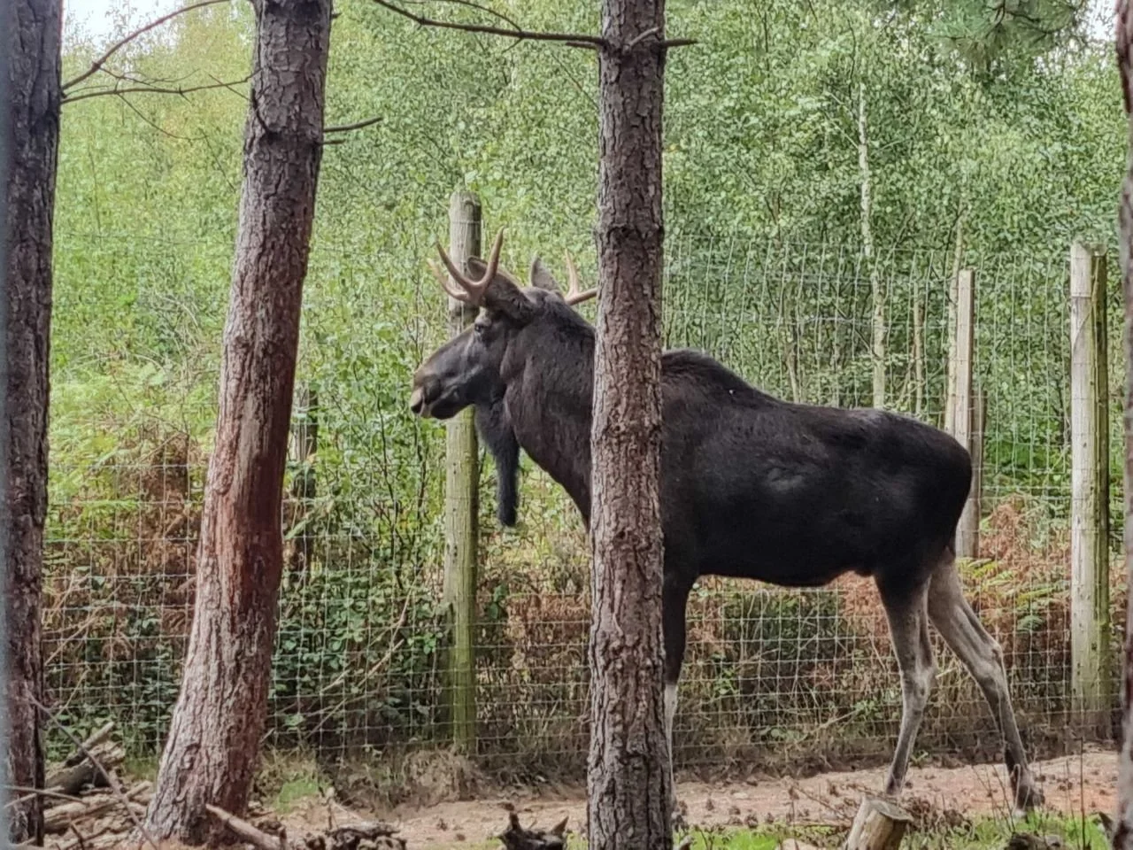 Bison 2.jpg