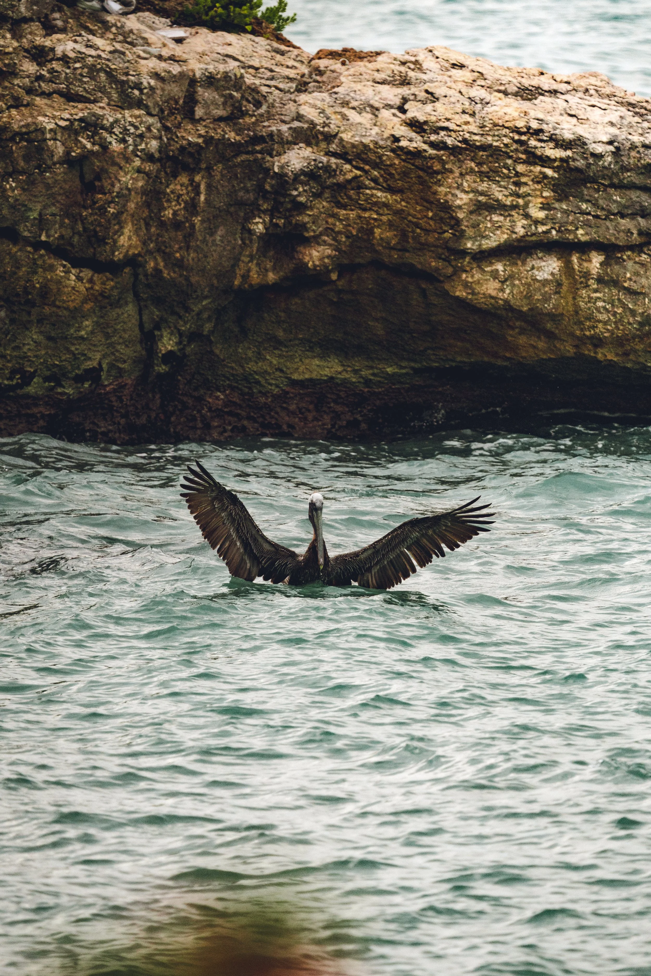 A bird with wings spread wide is flying low over the water near a rocky shoreline.
