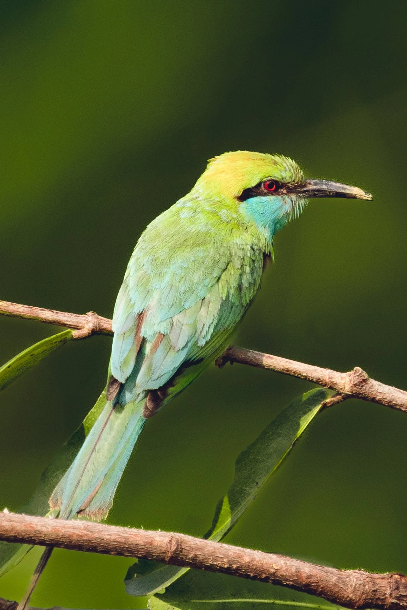 A colorful bird perched on a branch with green leaves and a blurred green background.