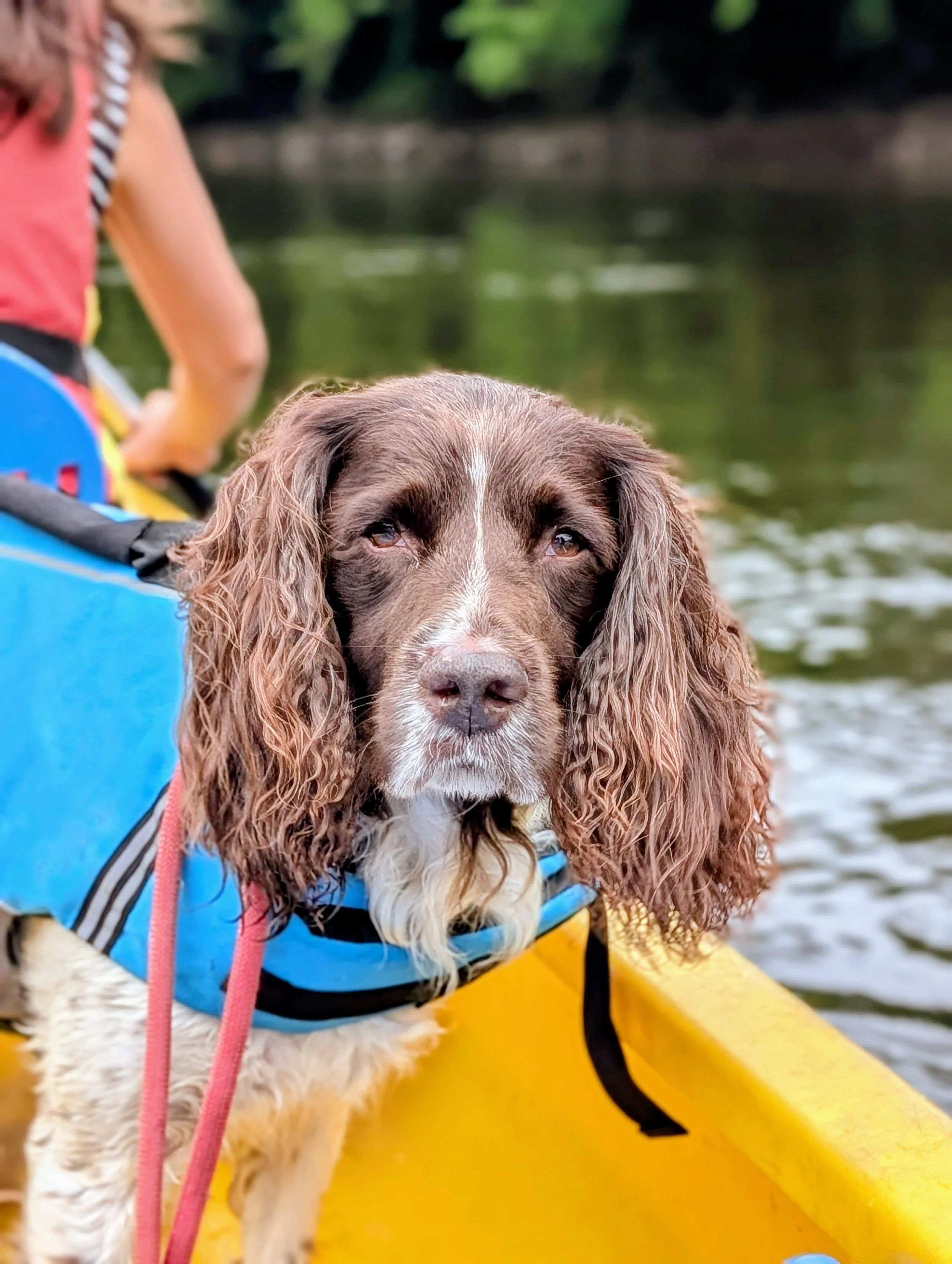 A brown and white dog with long, curly ears sitting in a yellow boat on a body of water, wearing a blue life jacket.