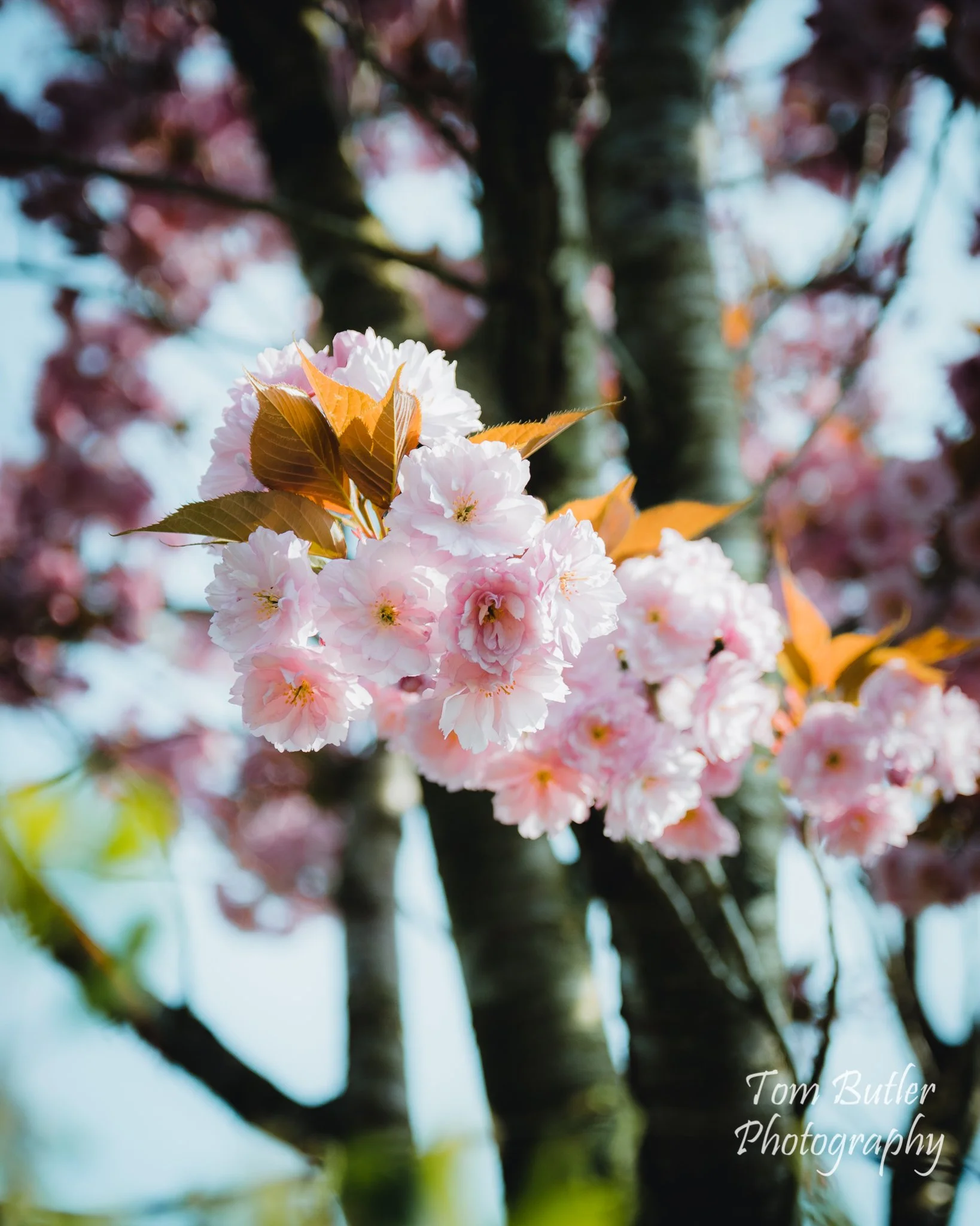 quarantine set 3-3.jpg