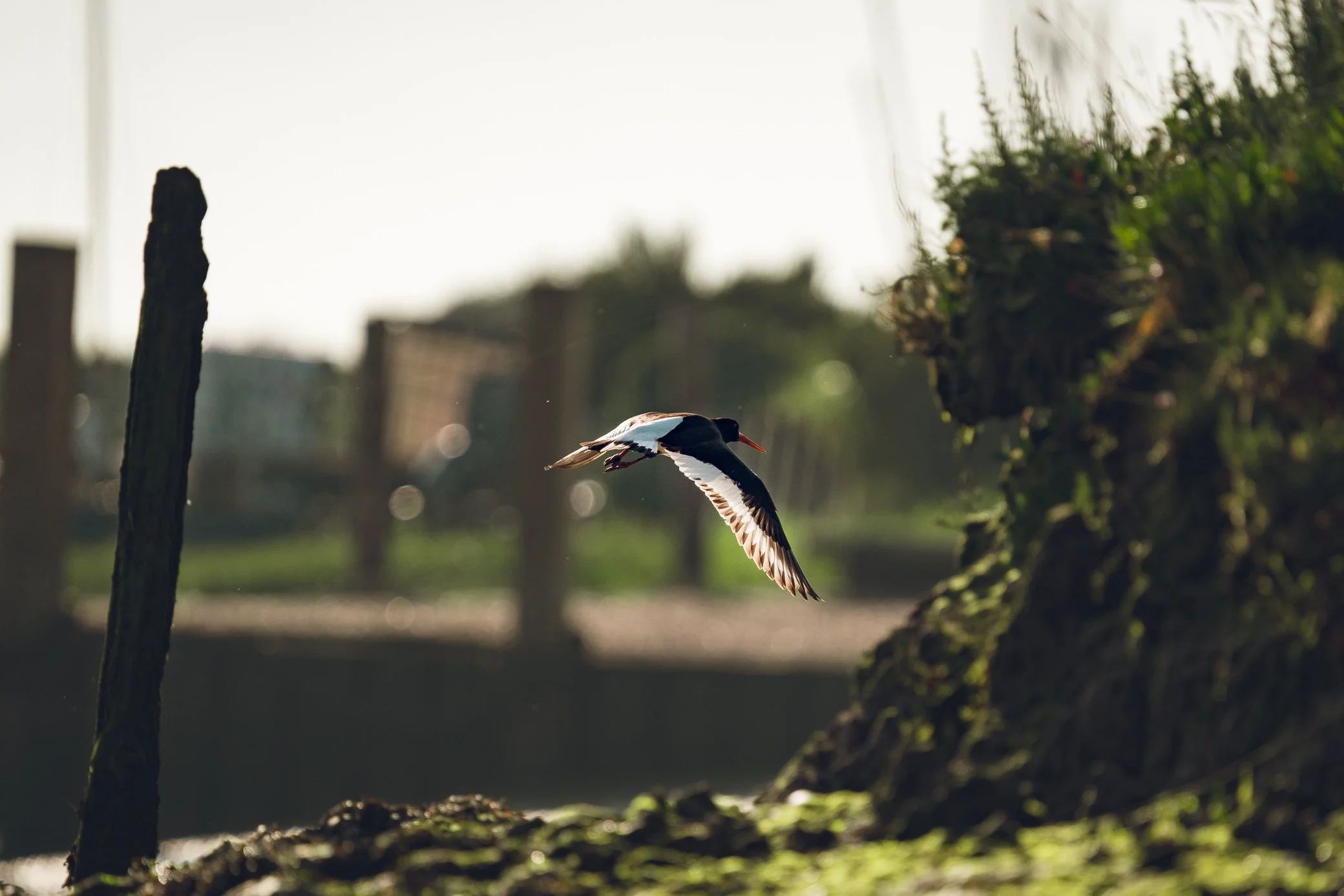 A bird flying low over the ground in an outdoor setting with trees and a bright sky in the background.
