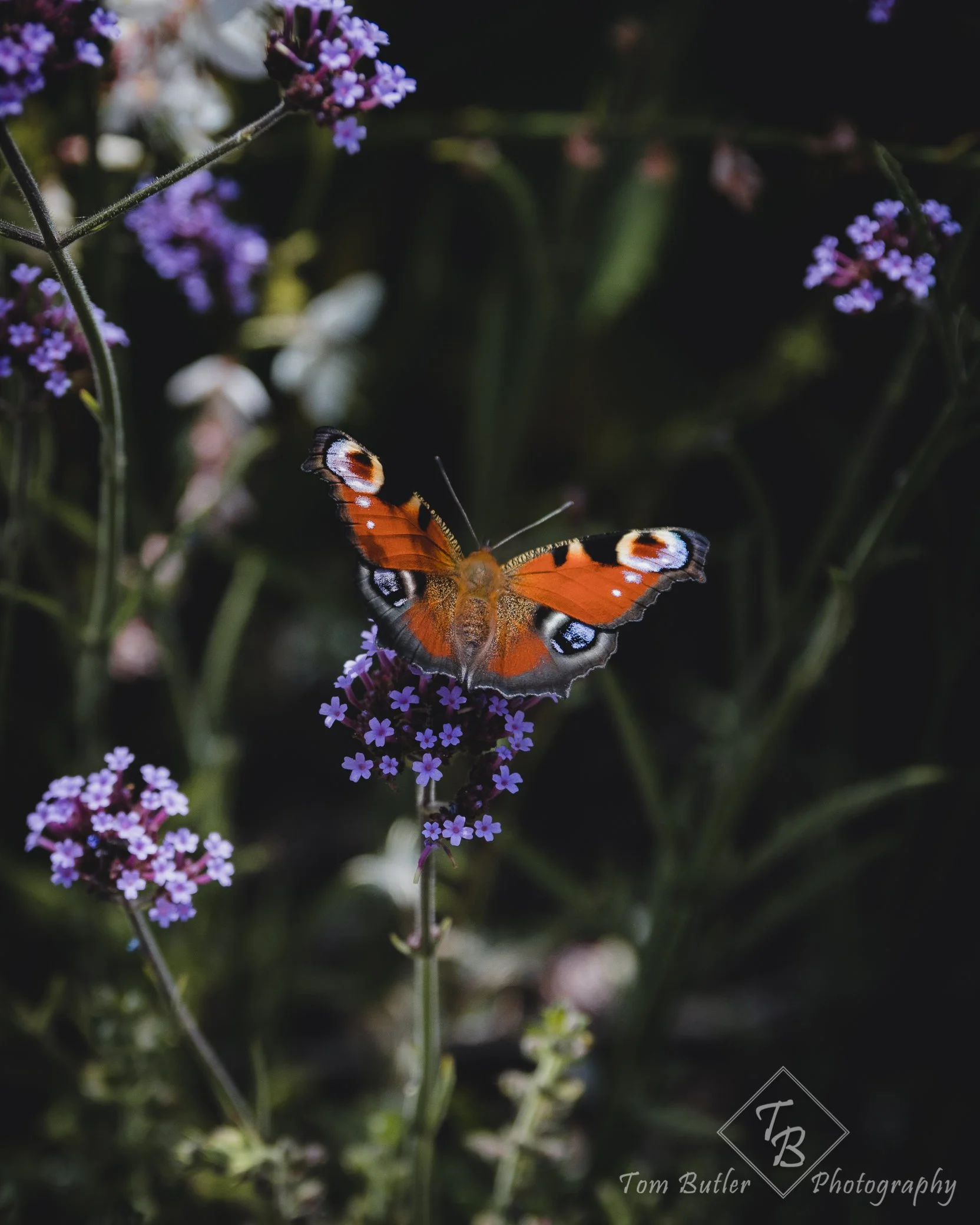 Close-up of purple and white flowers with a butterfly with orange, black, and white wings resting on a flower stem at night.