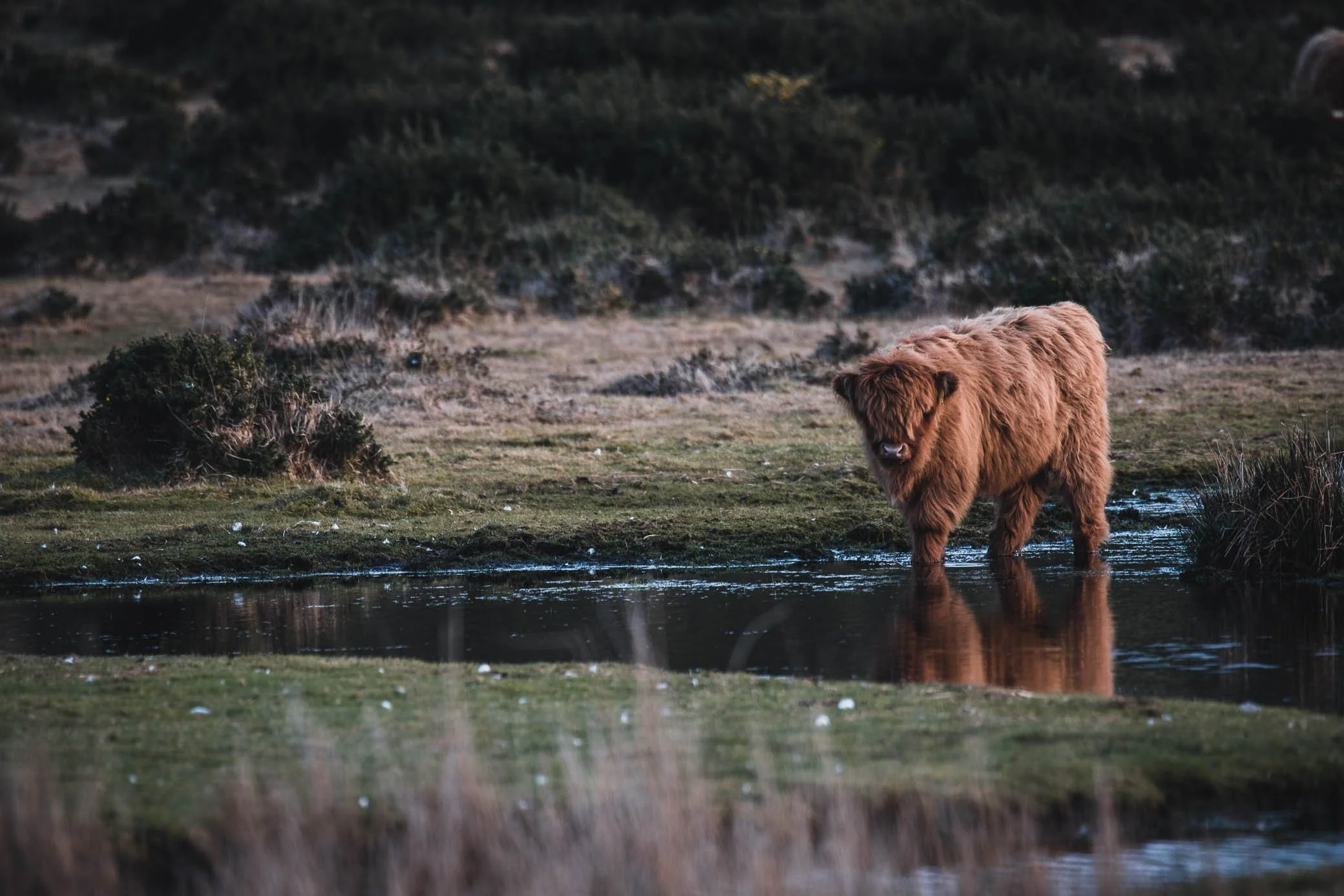 A large brown Highland cow standing in a shallow body of water in a natural landscape with grass, shrubs, and hilly terrain in the background.